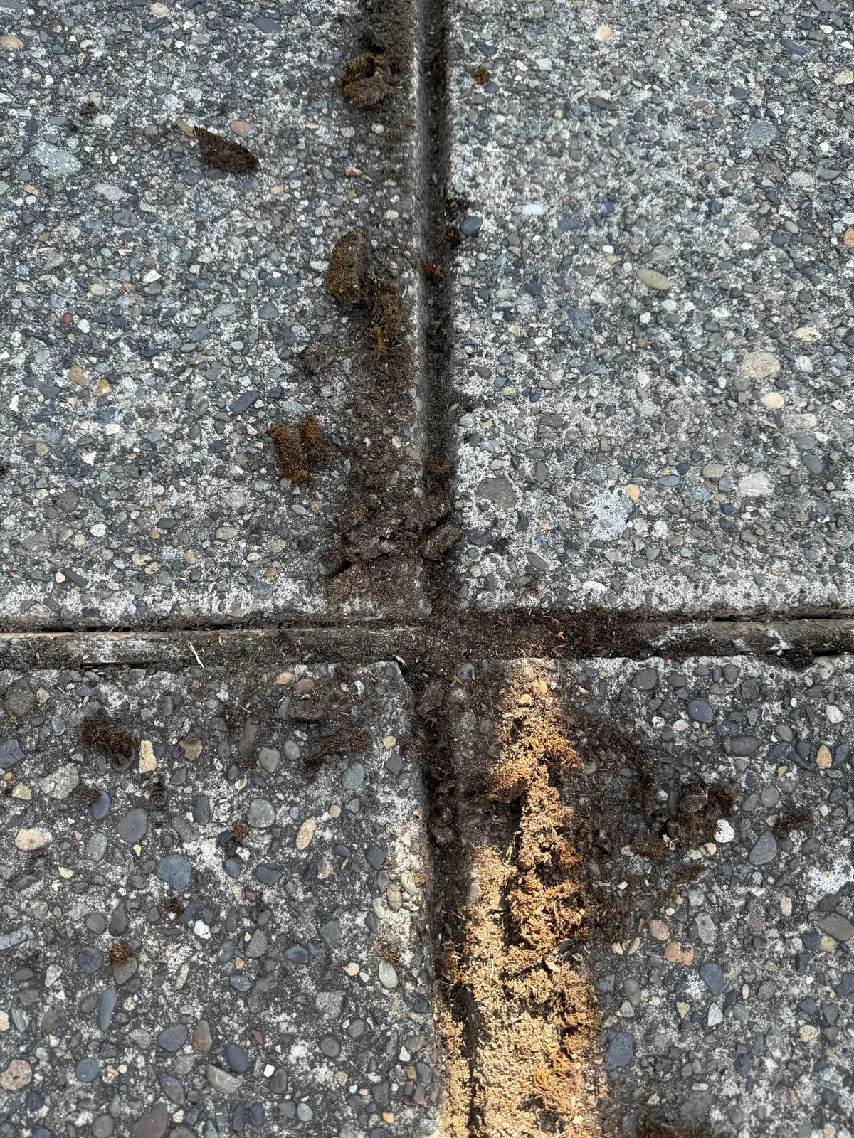 Close-up of moss packed into an exposed-aggregate driveway joint