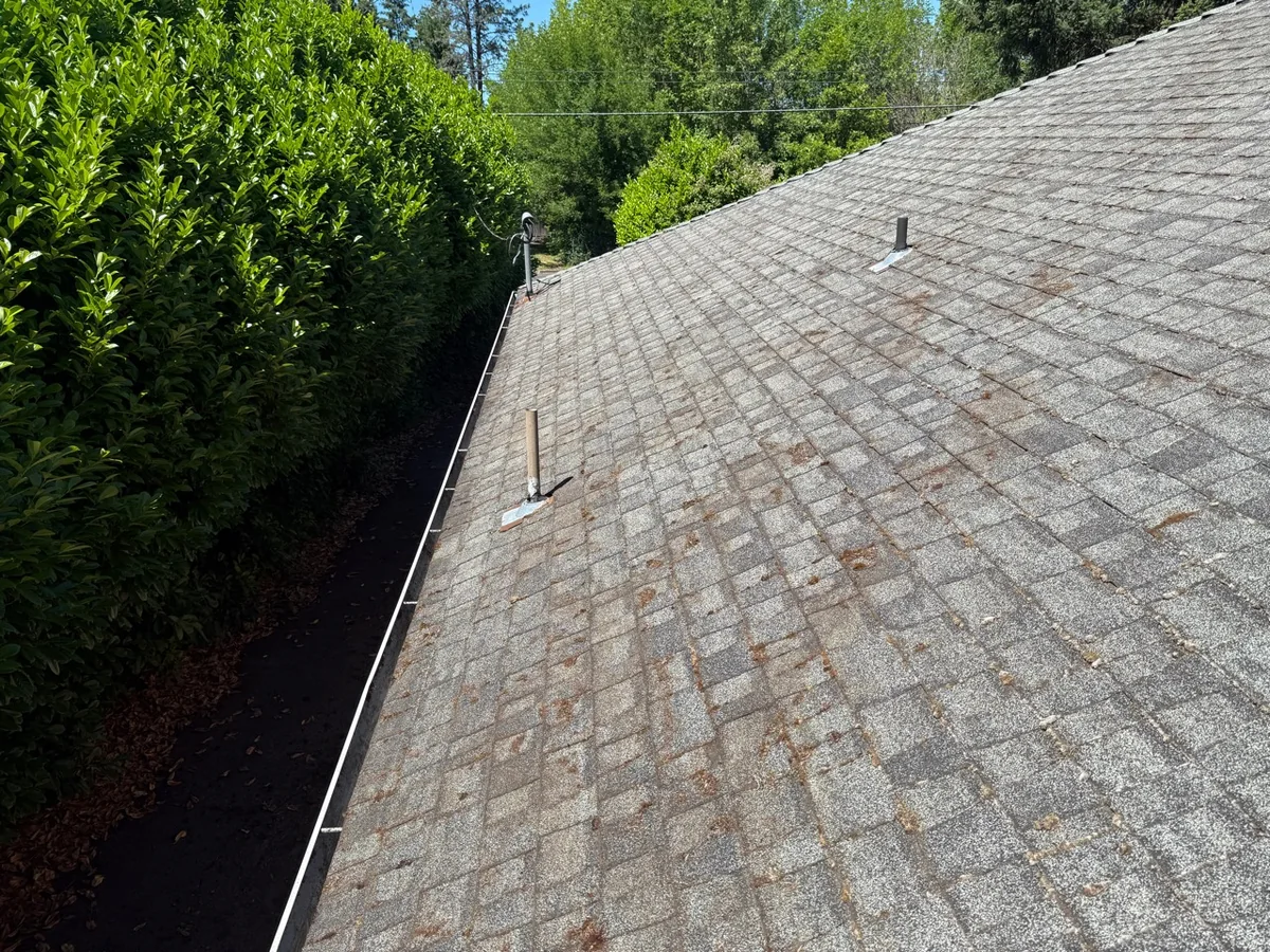 Cleaned asphalt shingle roof near a tree line after careful moss removal near Aloha Oregon