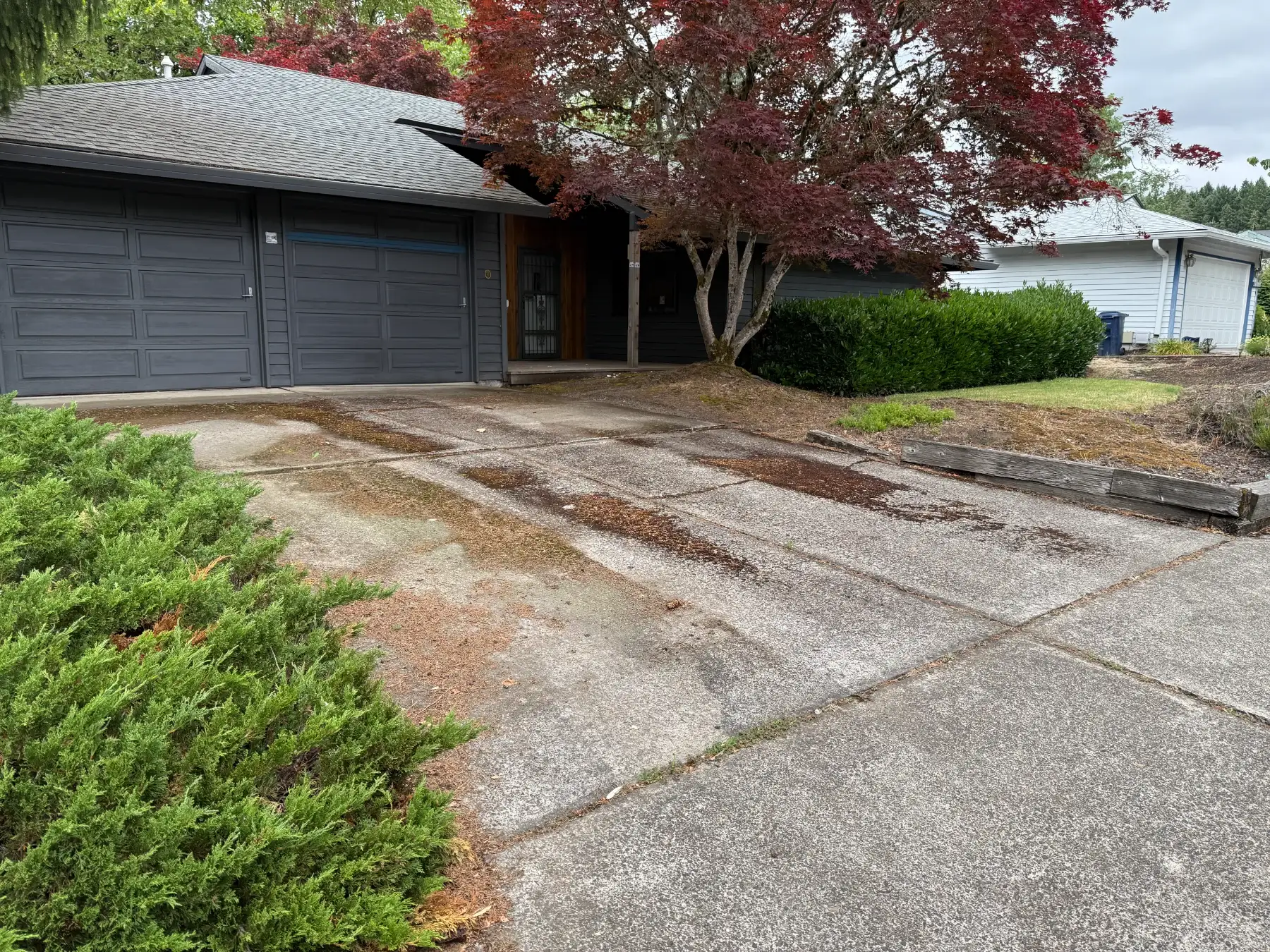 Mossy concrete driveway before cleaning near Beaverton and Aloha with heavy growth under trees