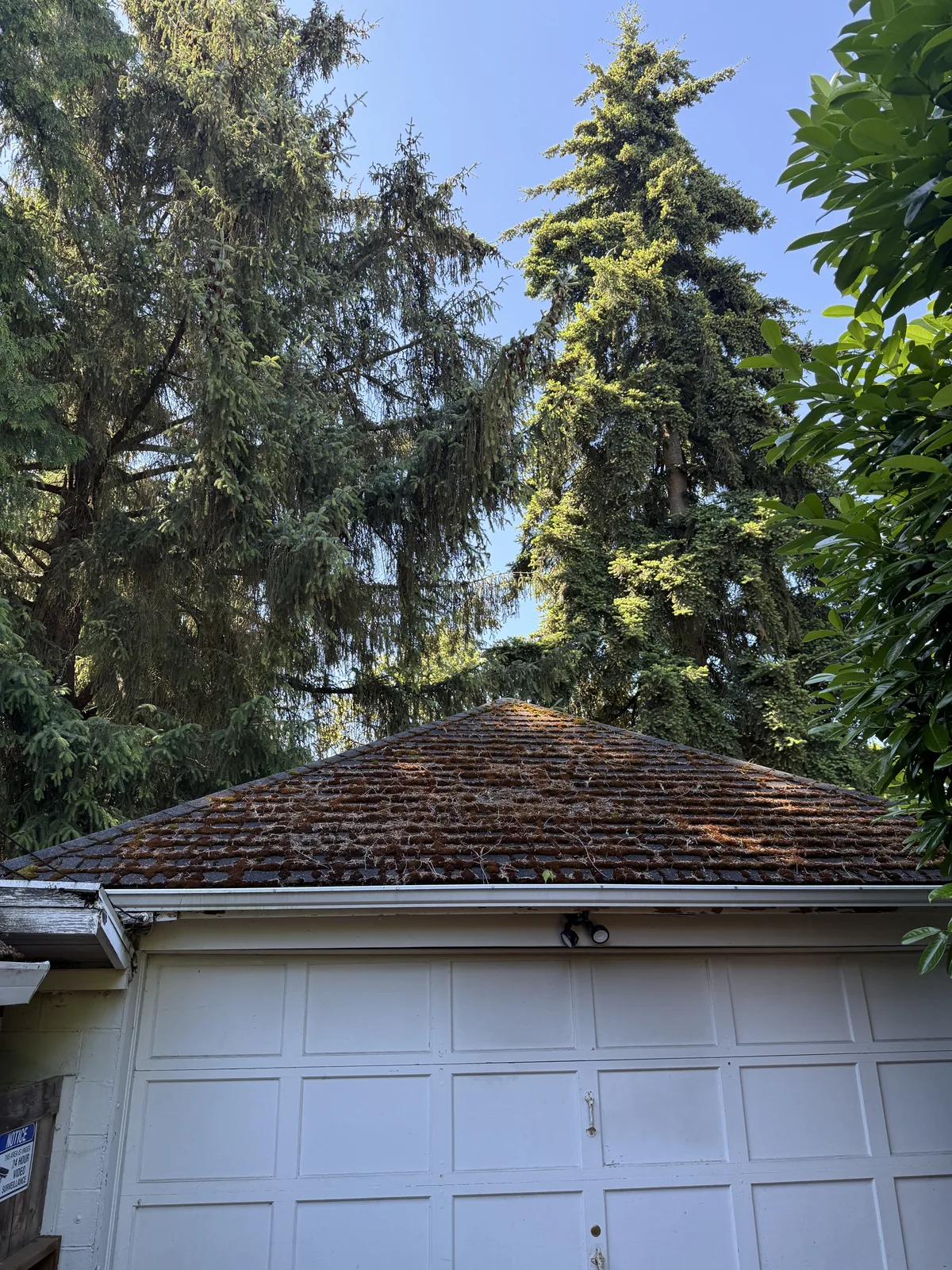 Garage roof with heavy moss under tall trees before cleaning near Beaverton Oregon