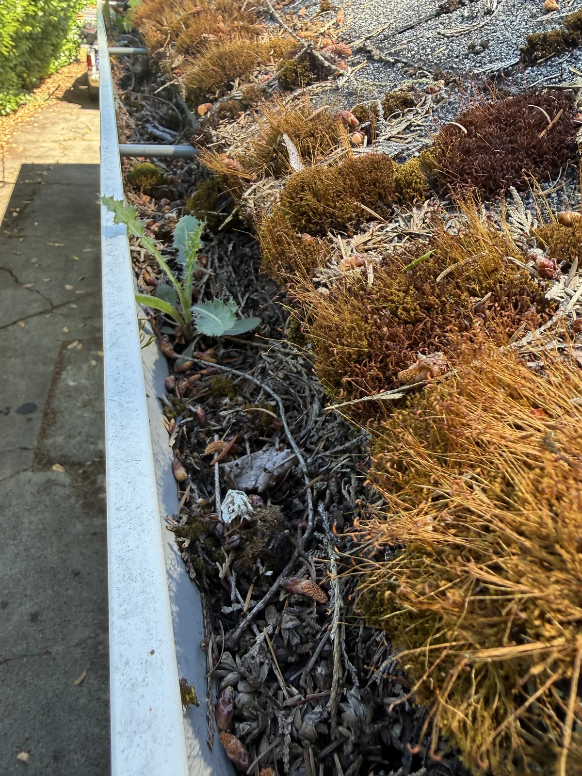 Gutter packed with leaves sticks moss and small plants before gutter cleaning near Beaverton Oregon