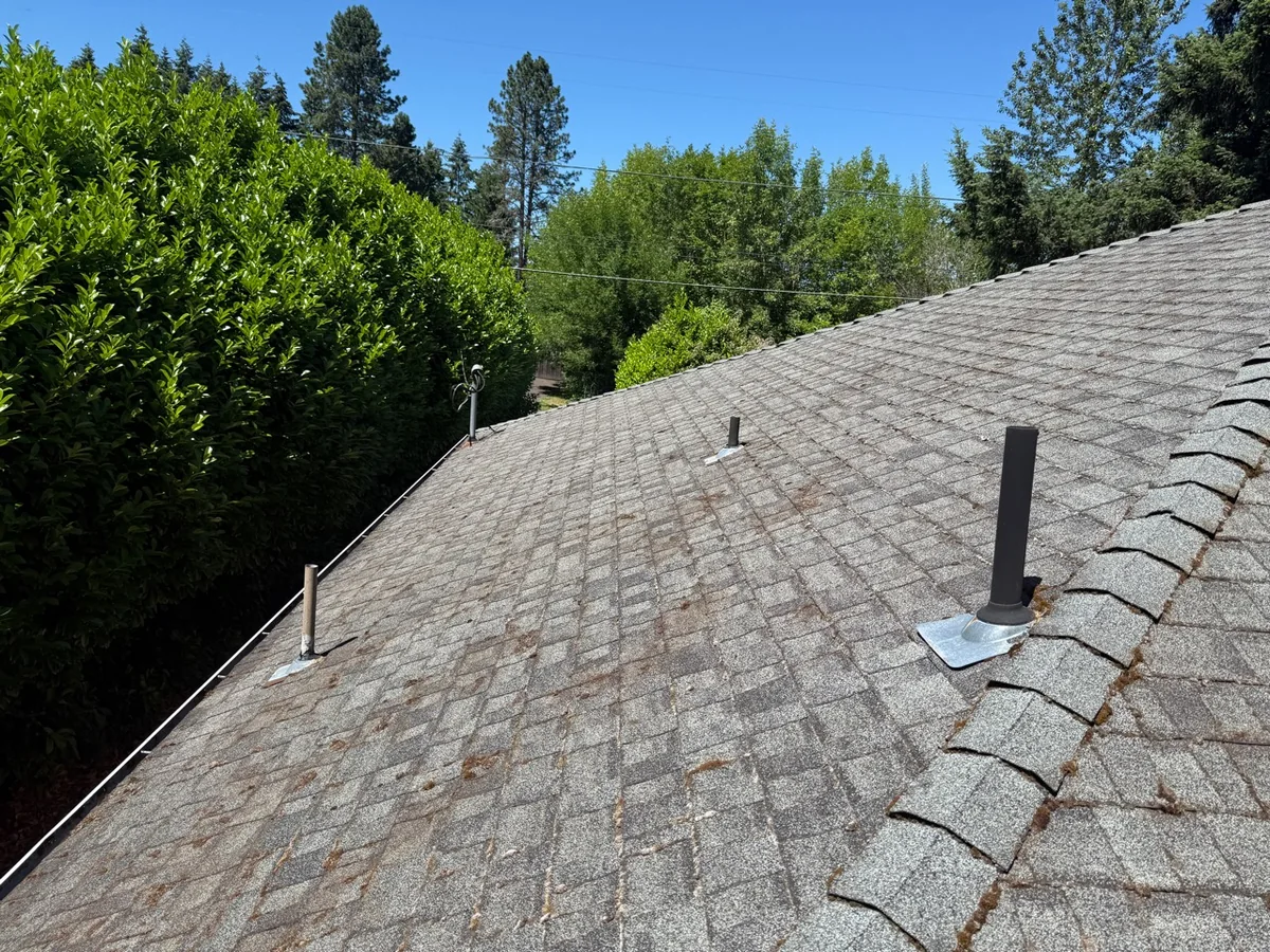 Asphalt shingle roof after light safe moss removal near Beaverton Oregon
