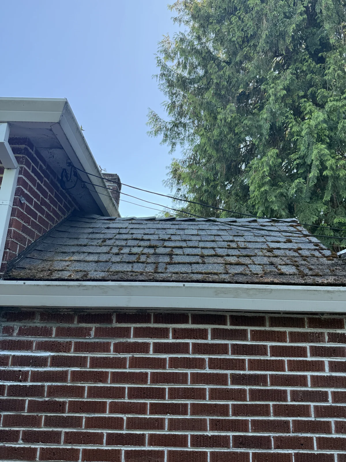 Tree-shaded roof before cleaning near Beaverton and Aloha