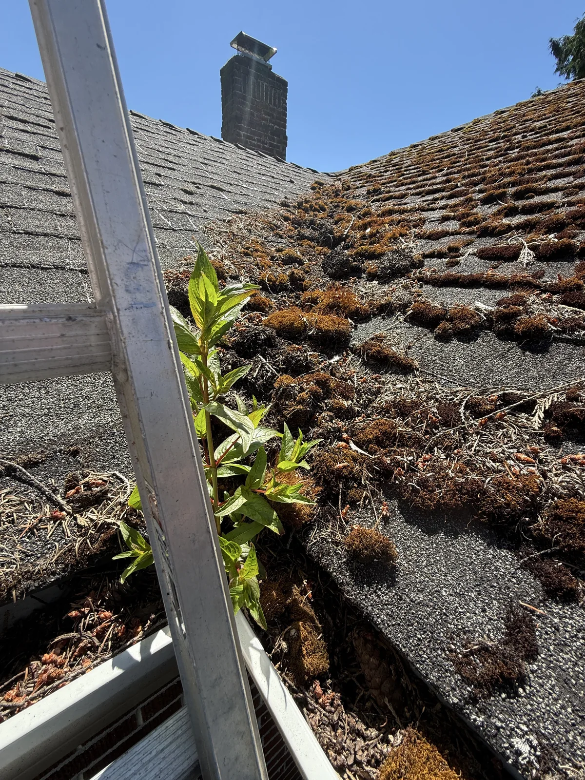 Roof valley with heavy moss and plants near the gutter before cleaning near Aloha Oregon