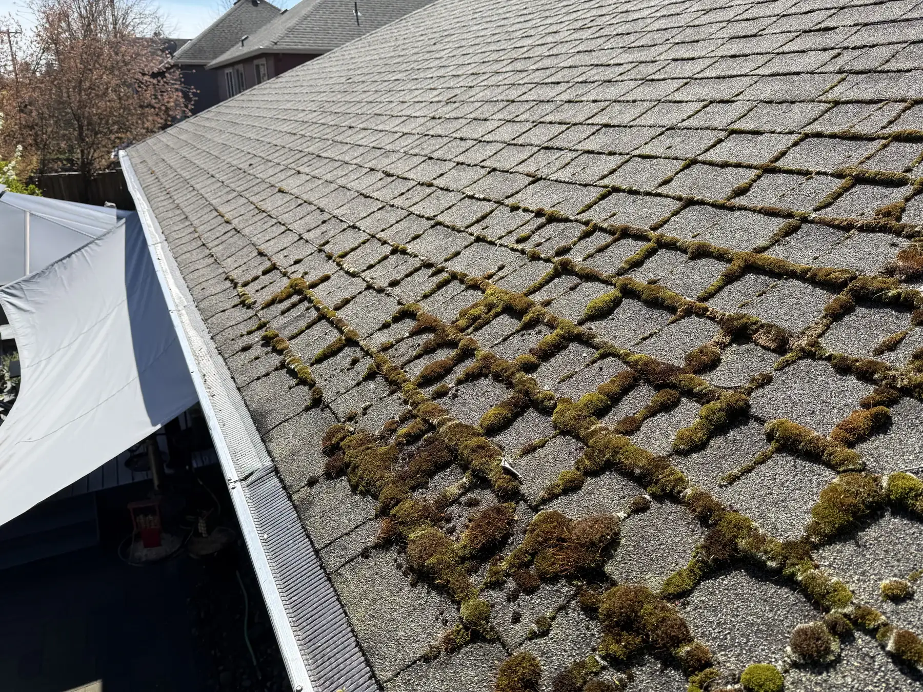 Heavier shaded roof edge moss before treatment on a Beaverton asphalt shingle roof