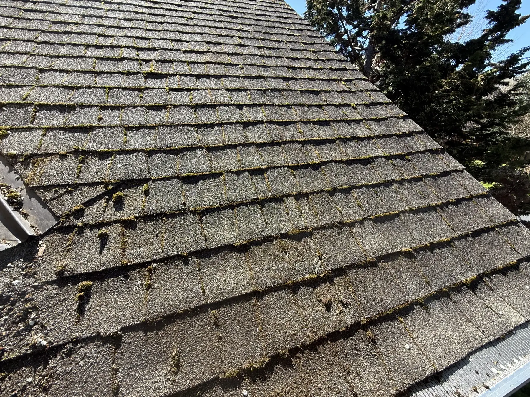 Close view of moss in asphalt shingle keyways before Beaverton roof treatment