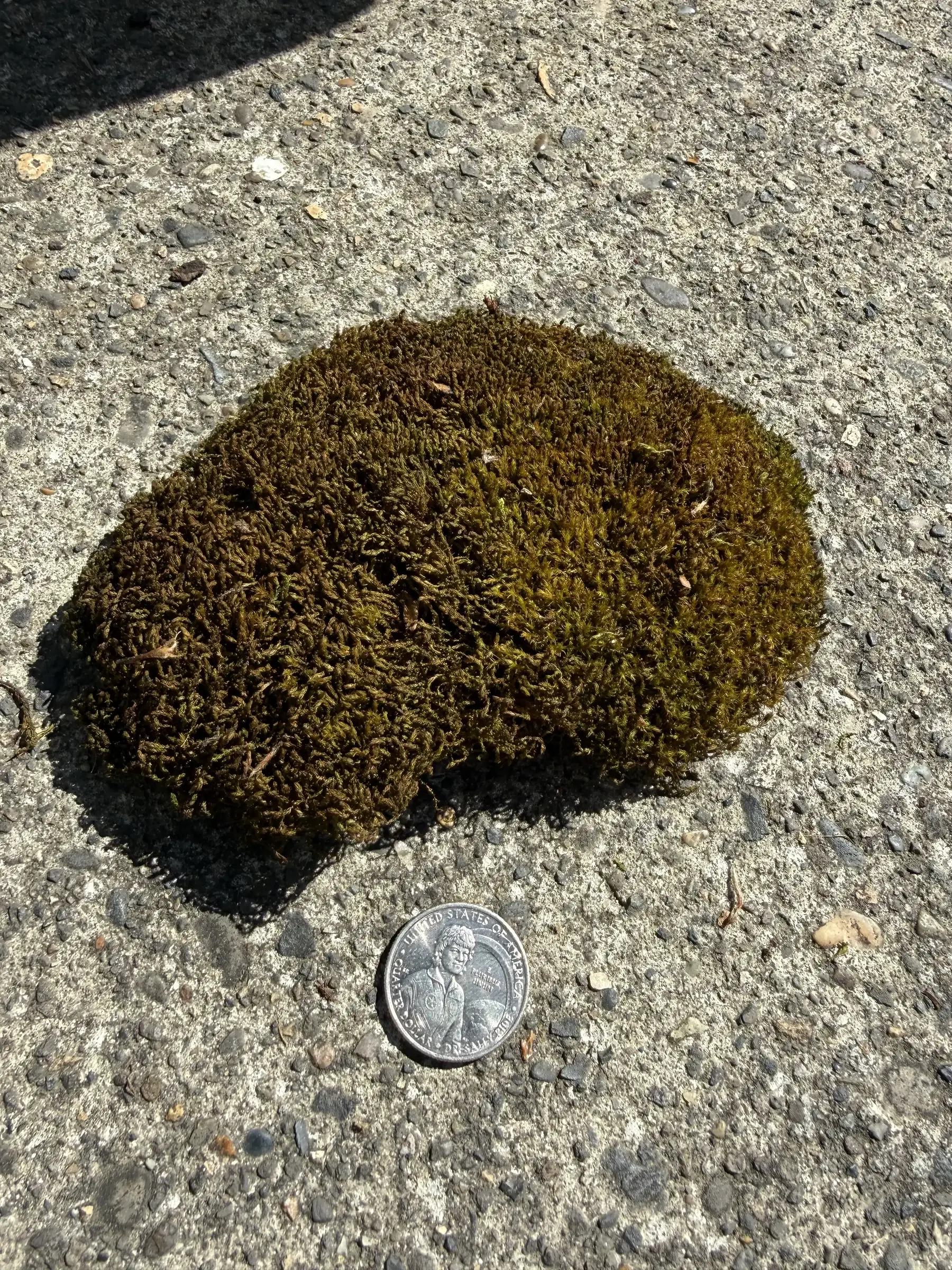 Removed moss clump from a Beaverton asphalt shingle roof beside a coin for scale