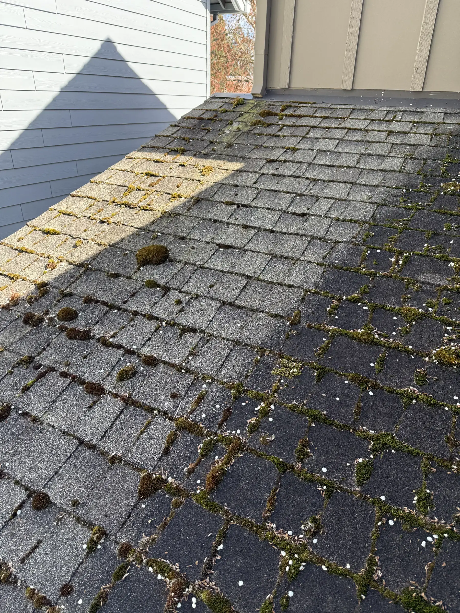 Moss in shaded asphalt shingle keyways before partial roof cleaning in Beaverton