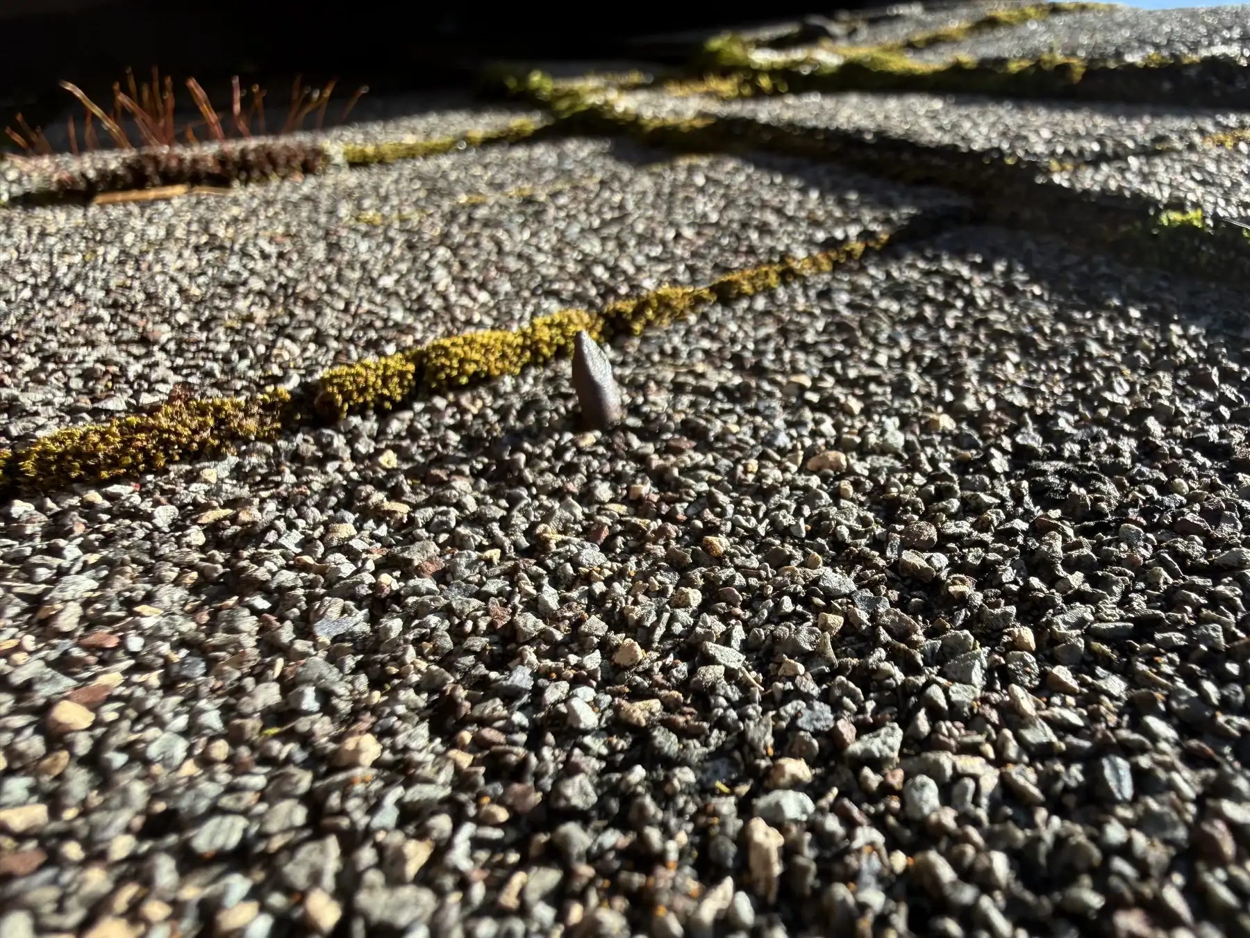 Closeup of moss and shingle granules before careful Beaverton roof moss treatment