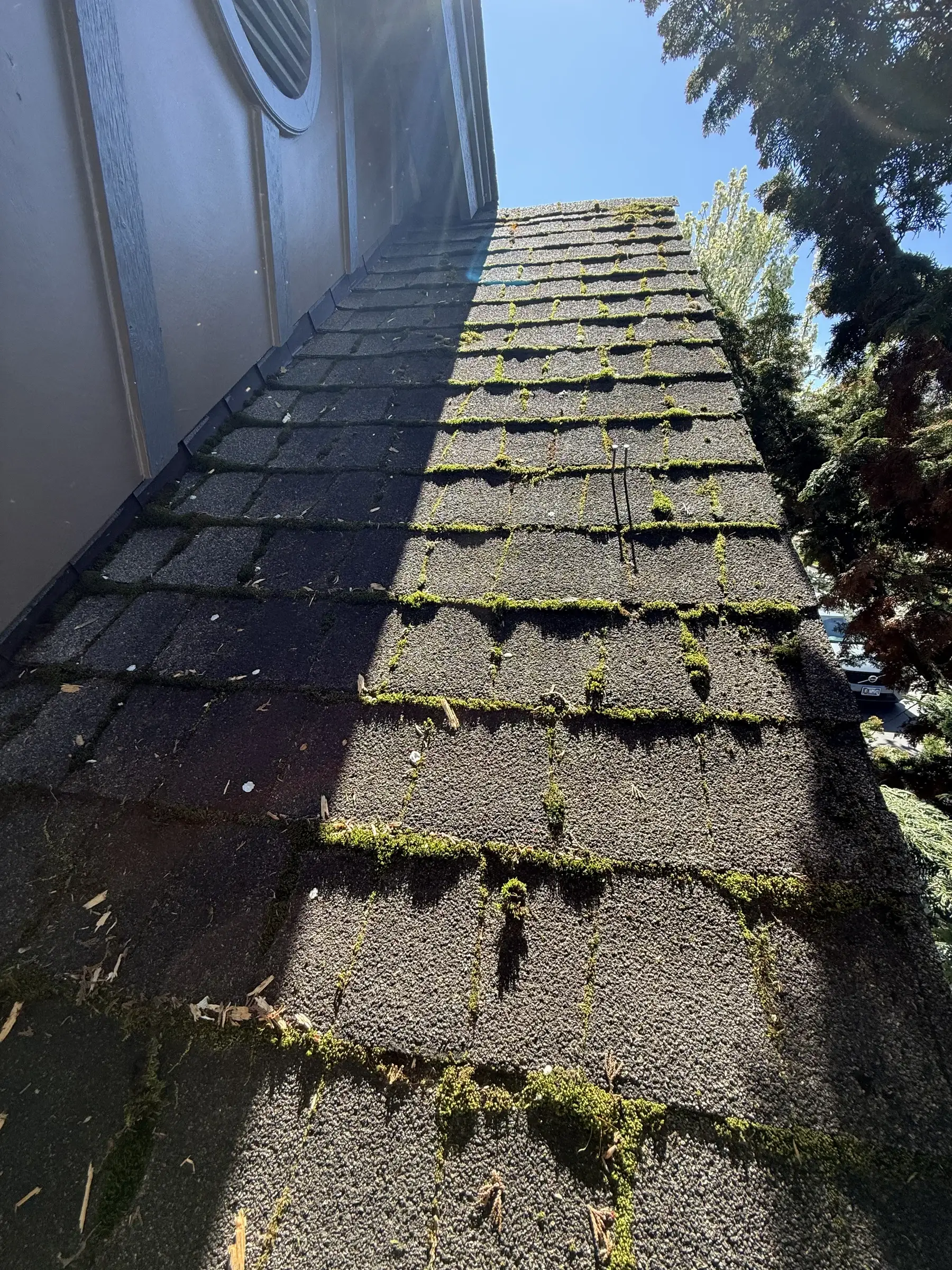 Side roof section with moss in shaded asphalt shingles before Beaverton roof cleaning