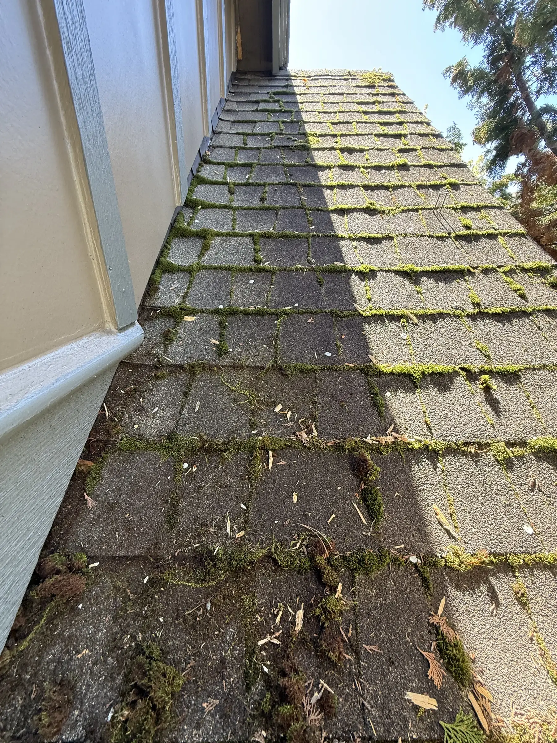 Treated side roof section after partial roof moss cleaning in Beaverton Oregon