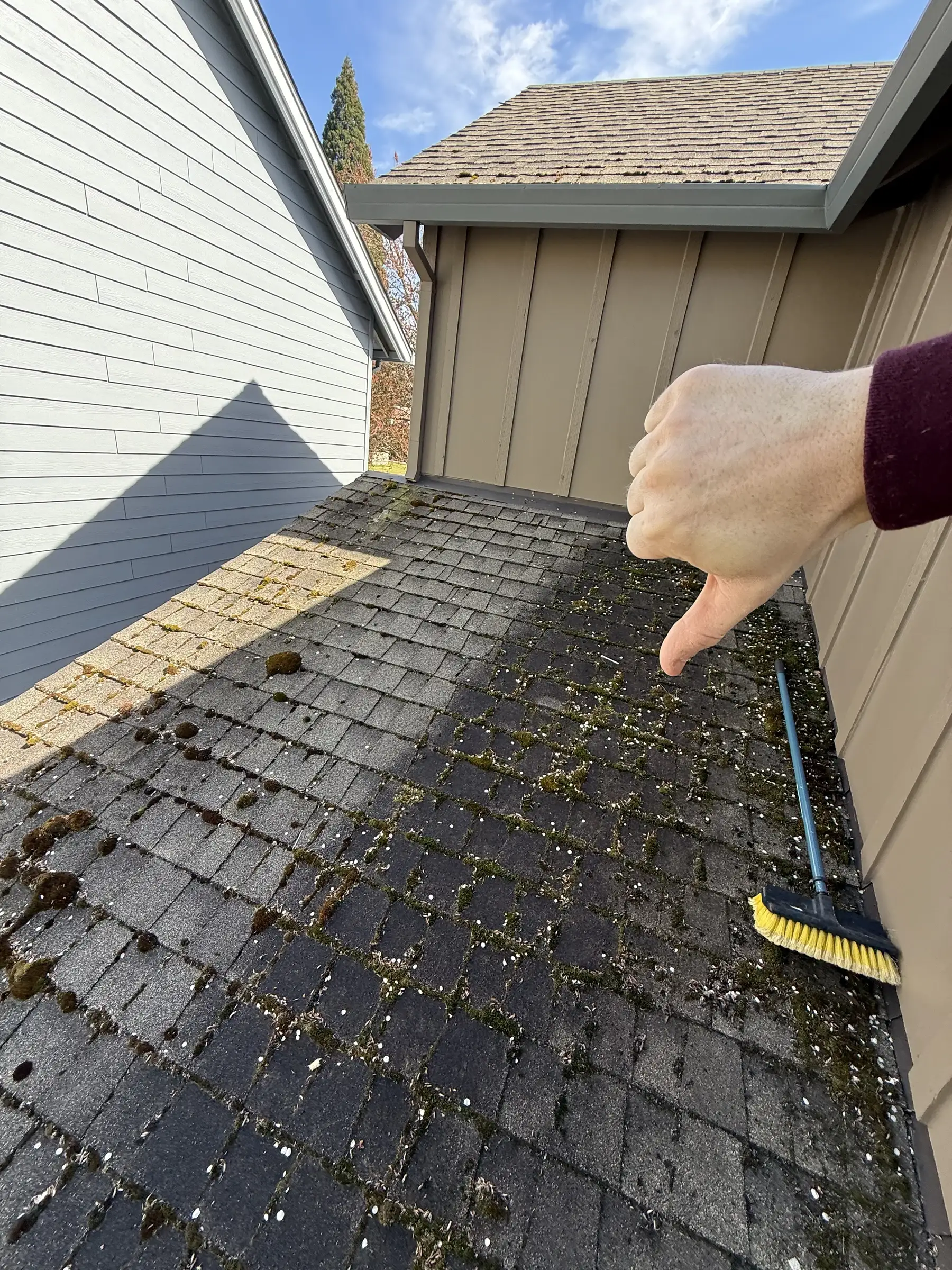 Careful roof moss check with soft brush on Beaverton asphalt shingles