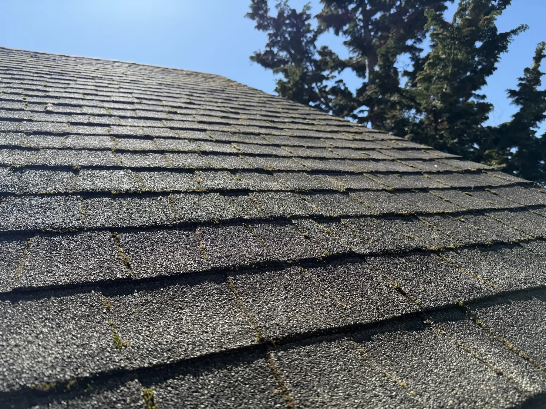 Treated Beaverton asphalt shingle roof section after partial moss removal