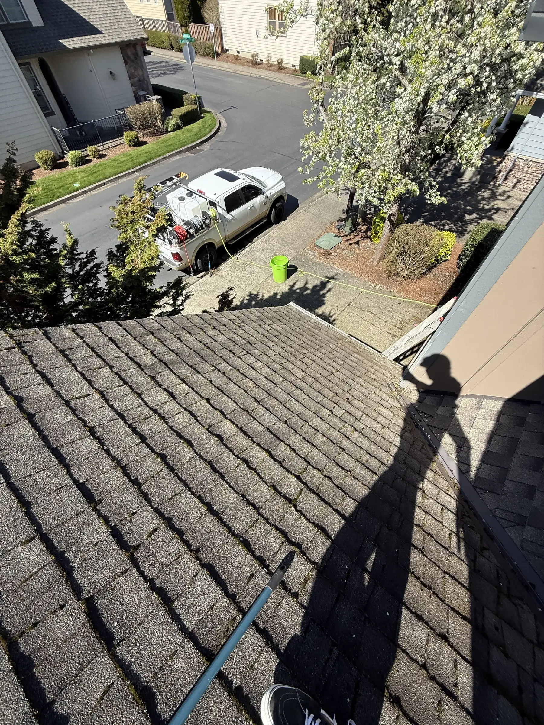 Roof moss treatment application on a Beaverton asphalt shingle roof after moss removal