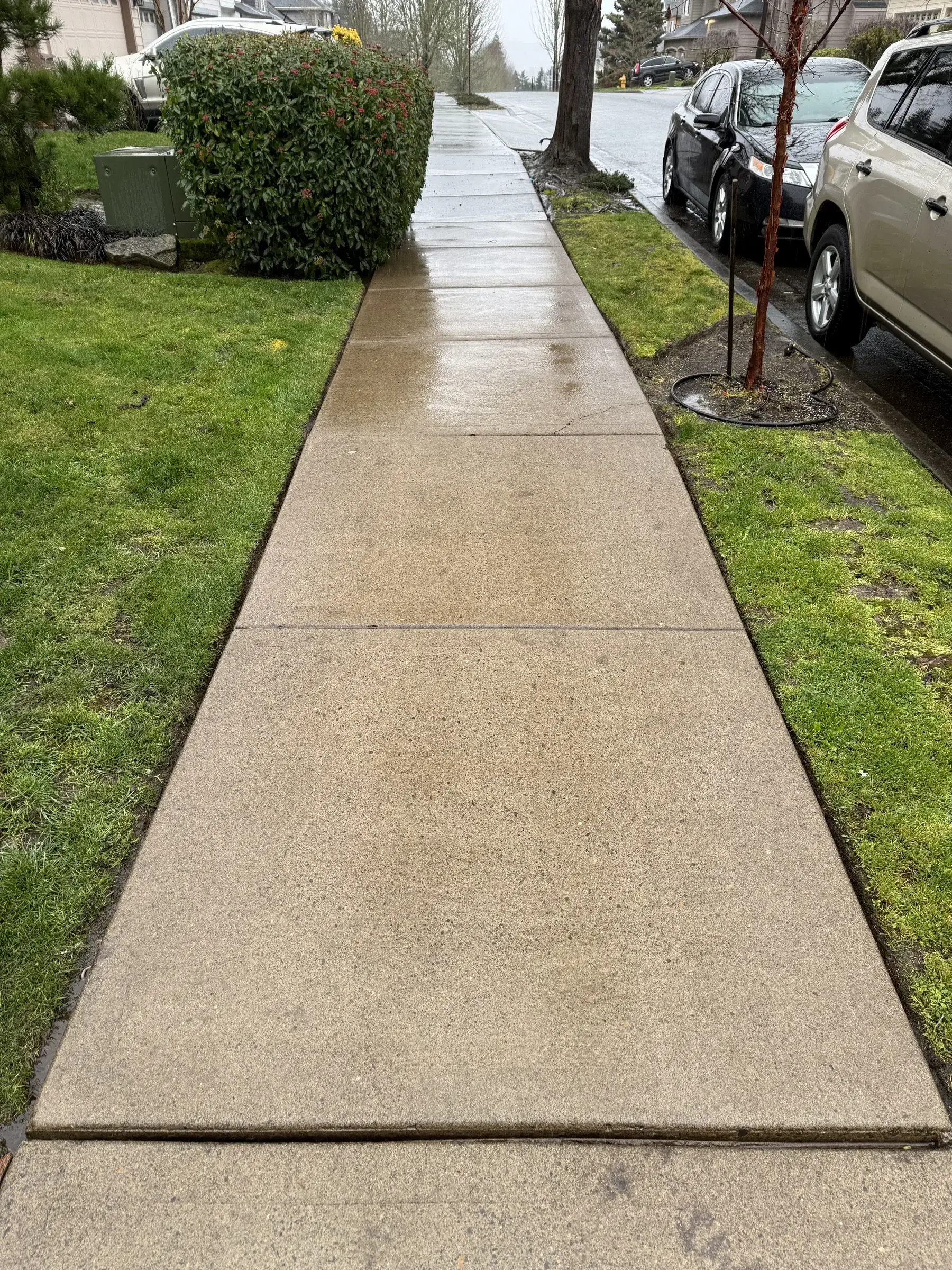 Cleaned sidewalk beside grass and parked cars after pressure washing in South Beaverton