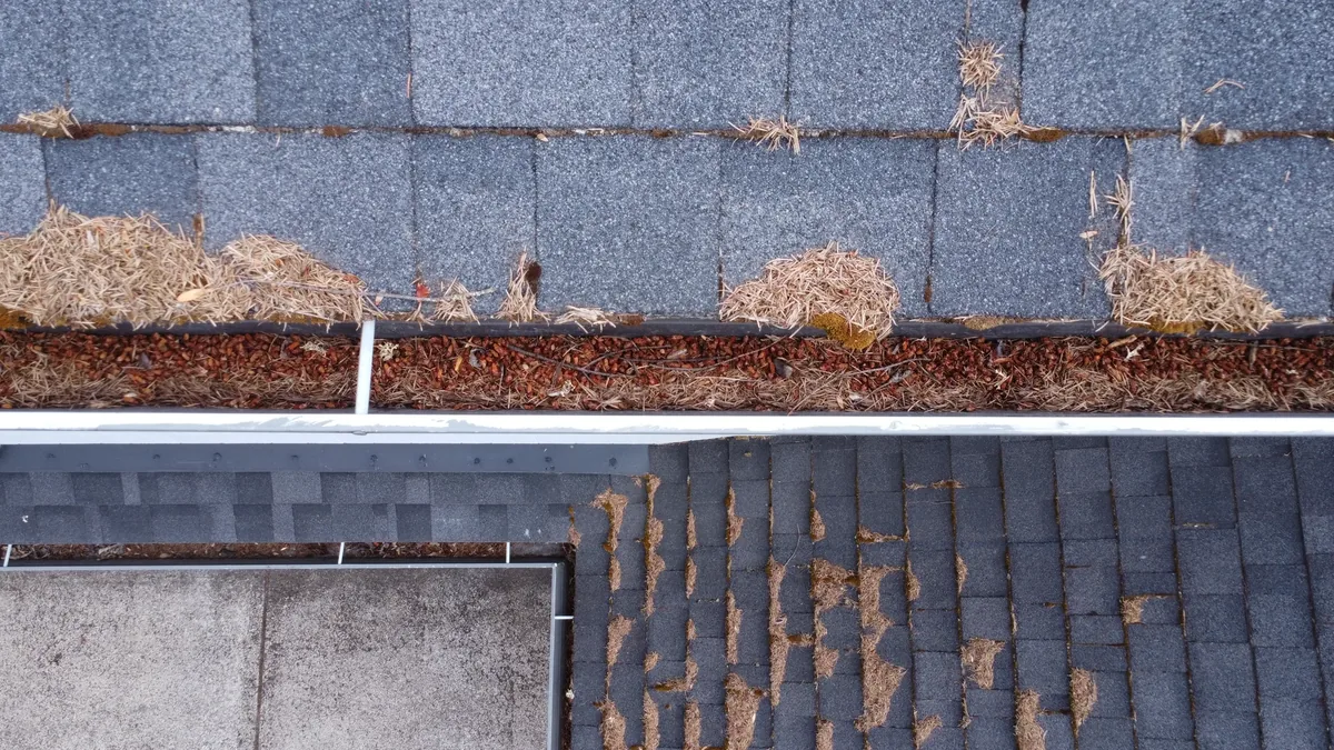 Gutter packed with pine needles below mossy asphalt shingles in Beaverton
