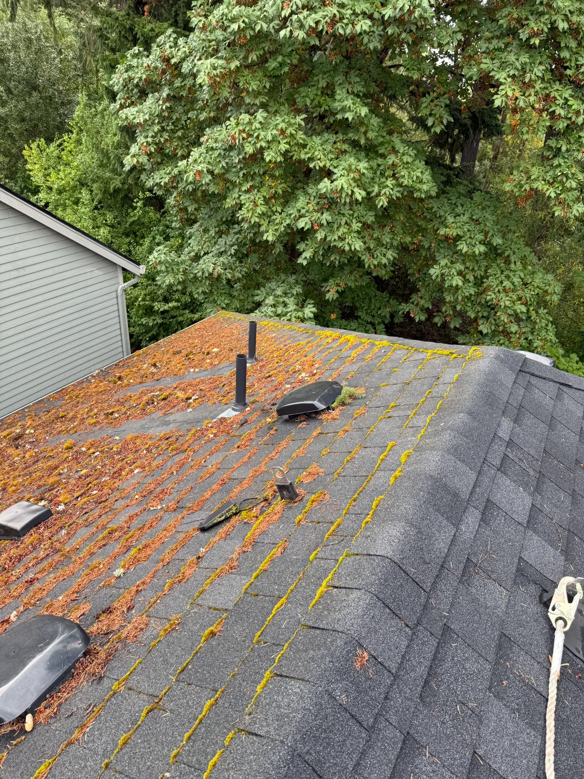 Heavy roof moss beside mature backyard trees before cleaning in Beaverton