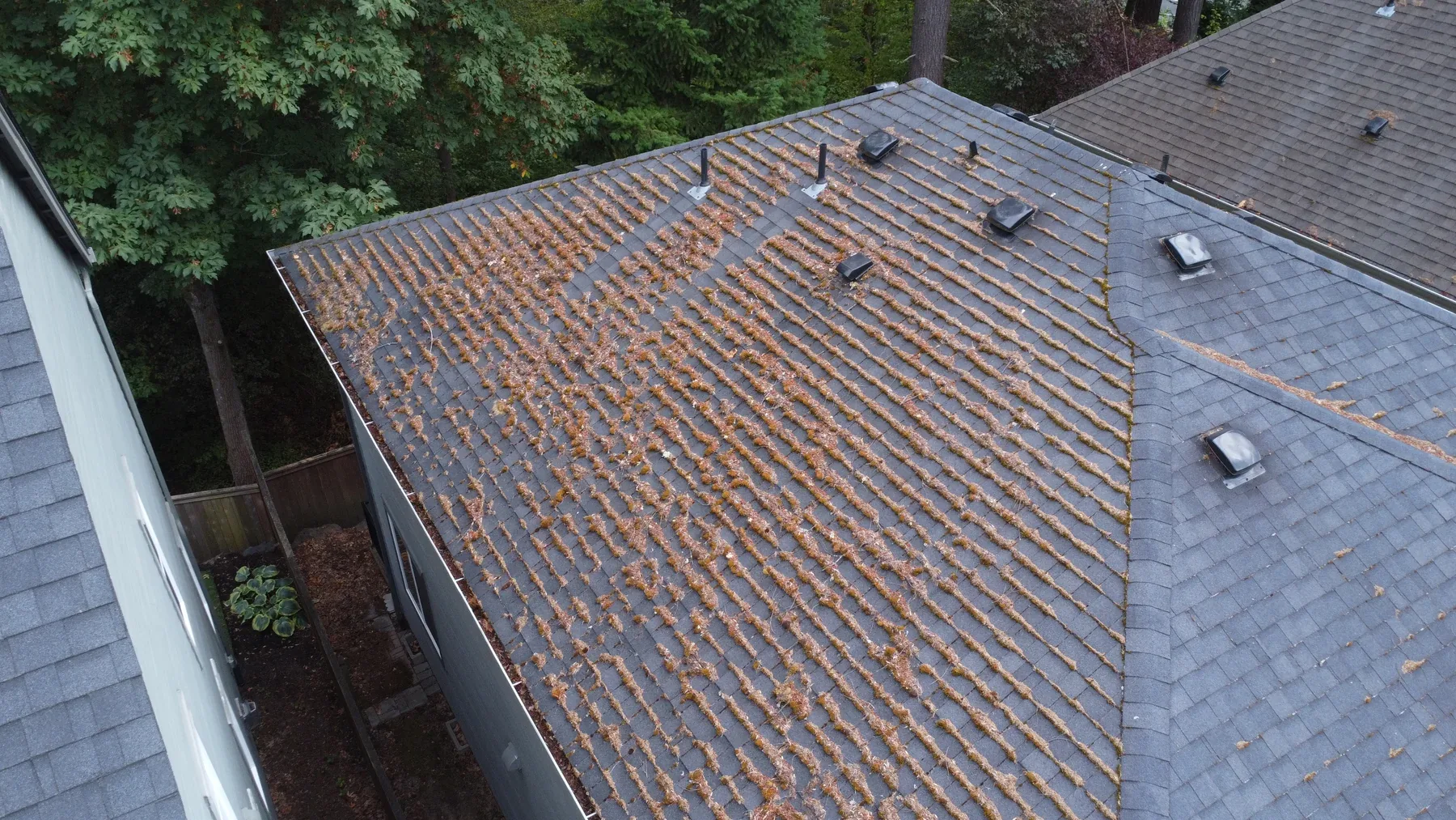 Heavy moss and pine needles across asphalt shingles before roof cleaning in Beaverton
