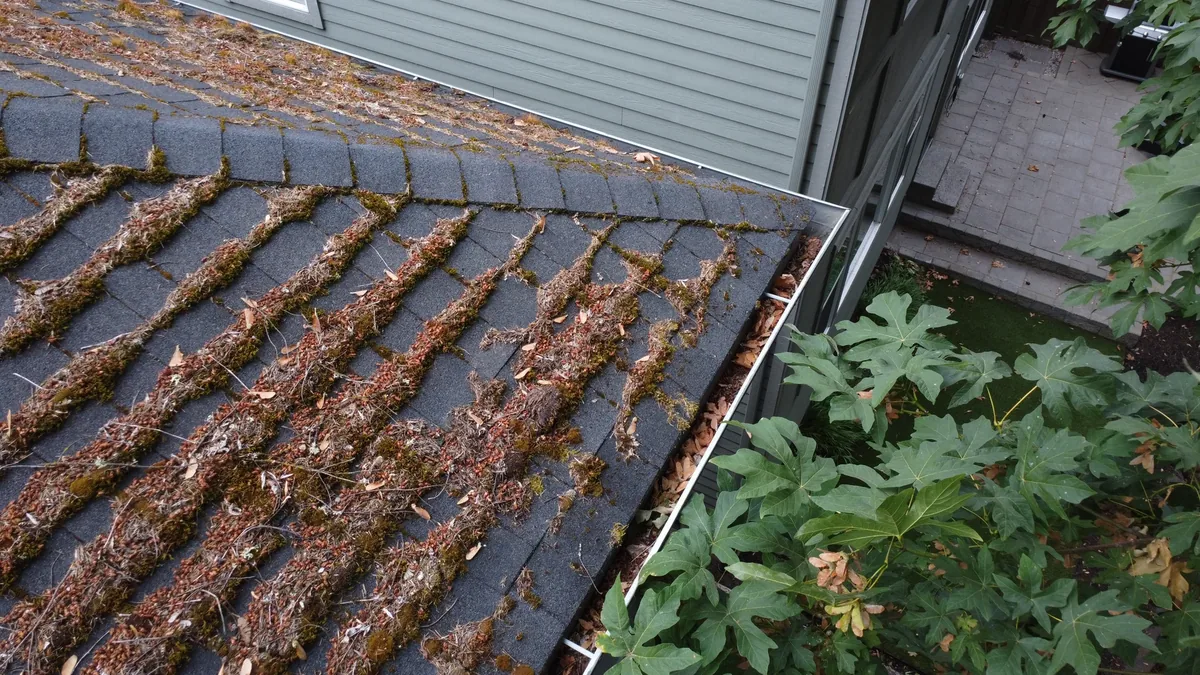 Moss and organic debris above a full gutter before roof cleaning in Beaverton