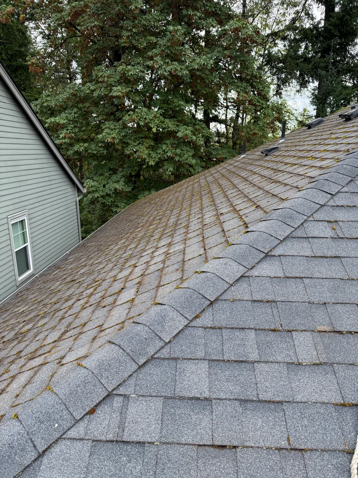 Asphalt shingle roof after careful brushing removed heavy moss in Beaverton