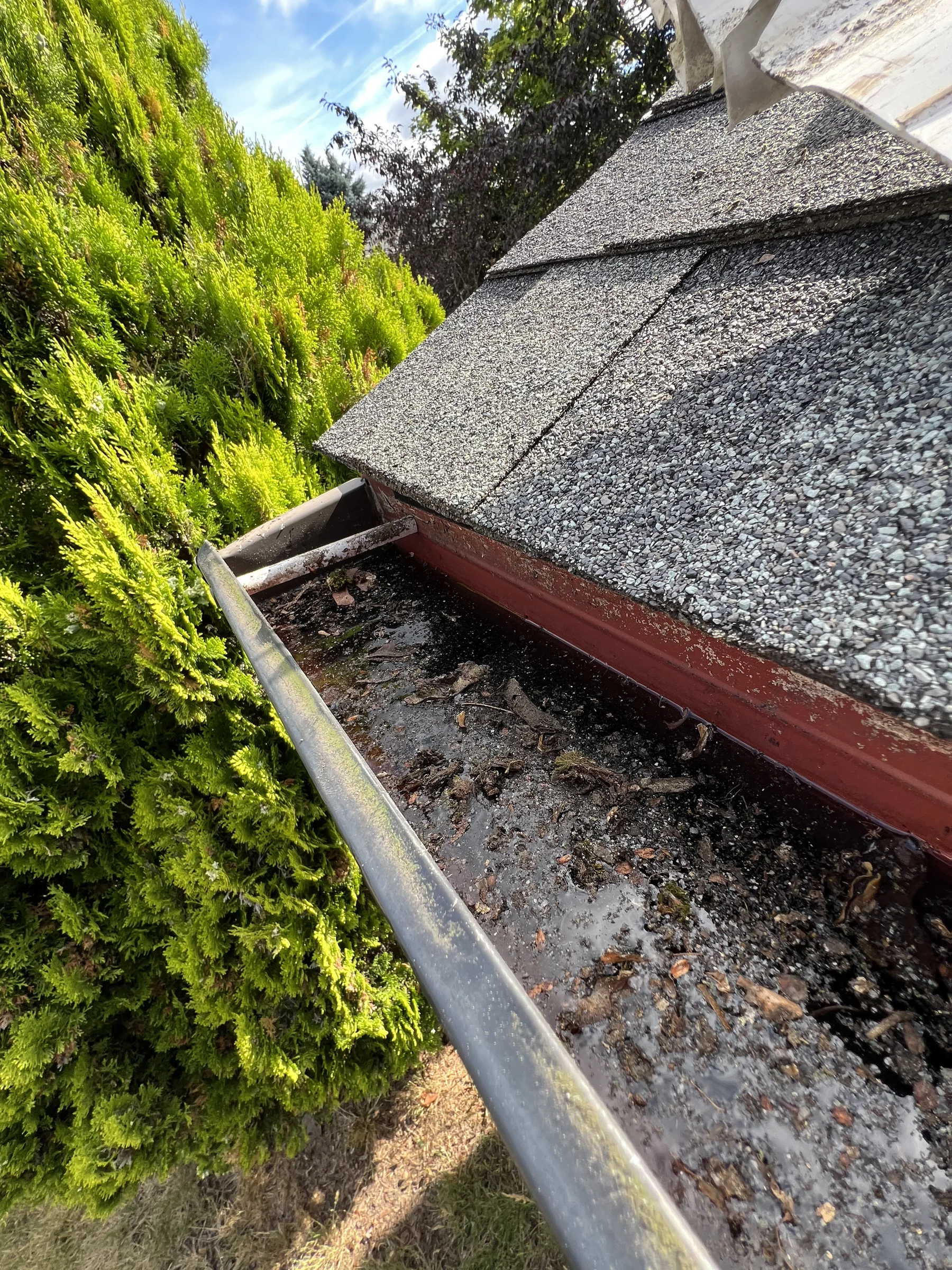 Clogged gutter with leaves sticks and roof debris before gutter cleaning in Beaverton