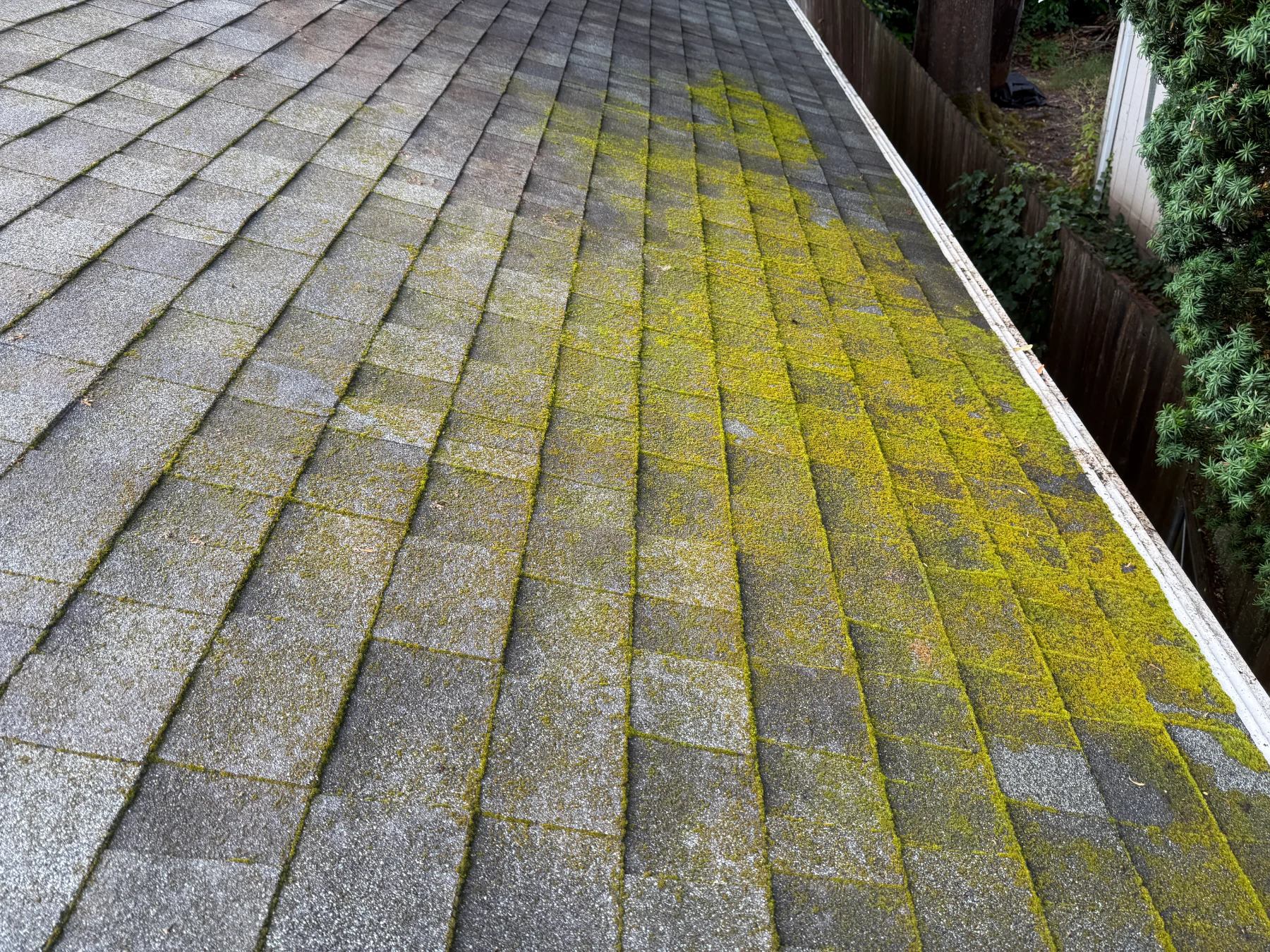 Green moss on shaded asphalt shingles before roof moss treatment in Beaverton