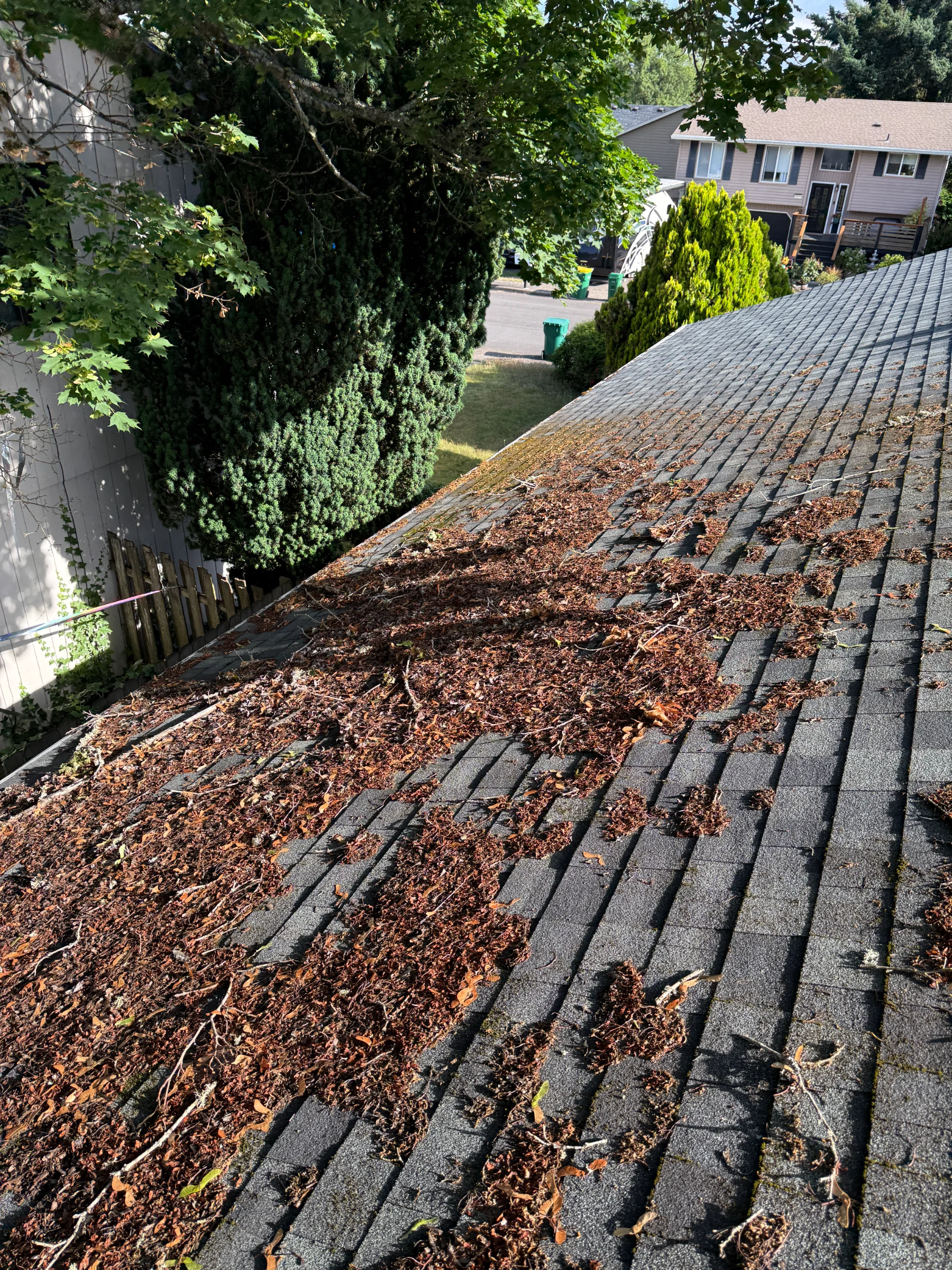 Heavy leaves and sticks on a shaded Beaverton roof before moss treatment