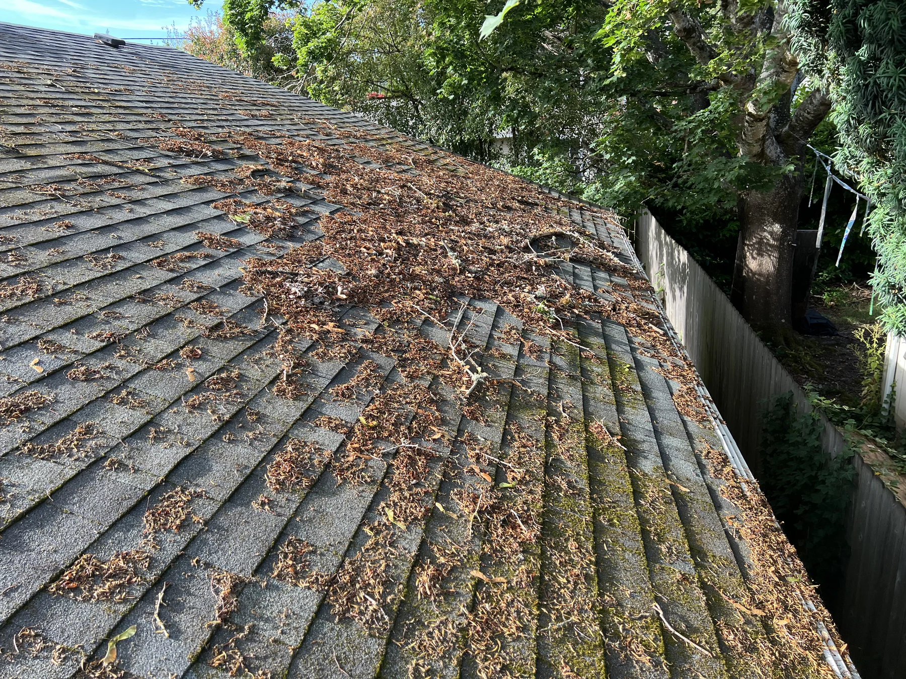 Leaf and stick debris collected on asphalt shingles before roof cleaning in Beaverton