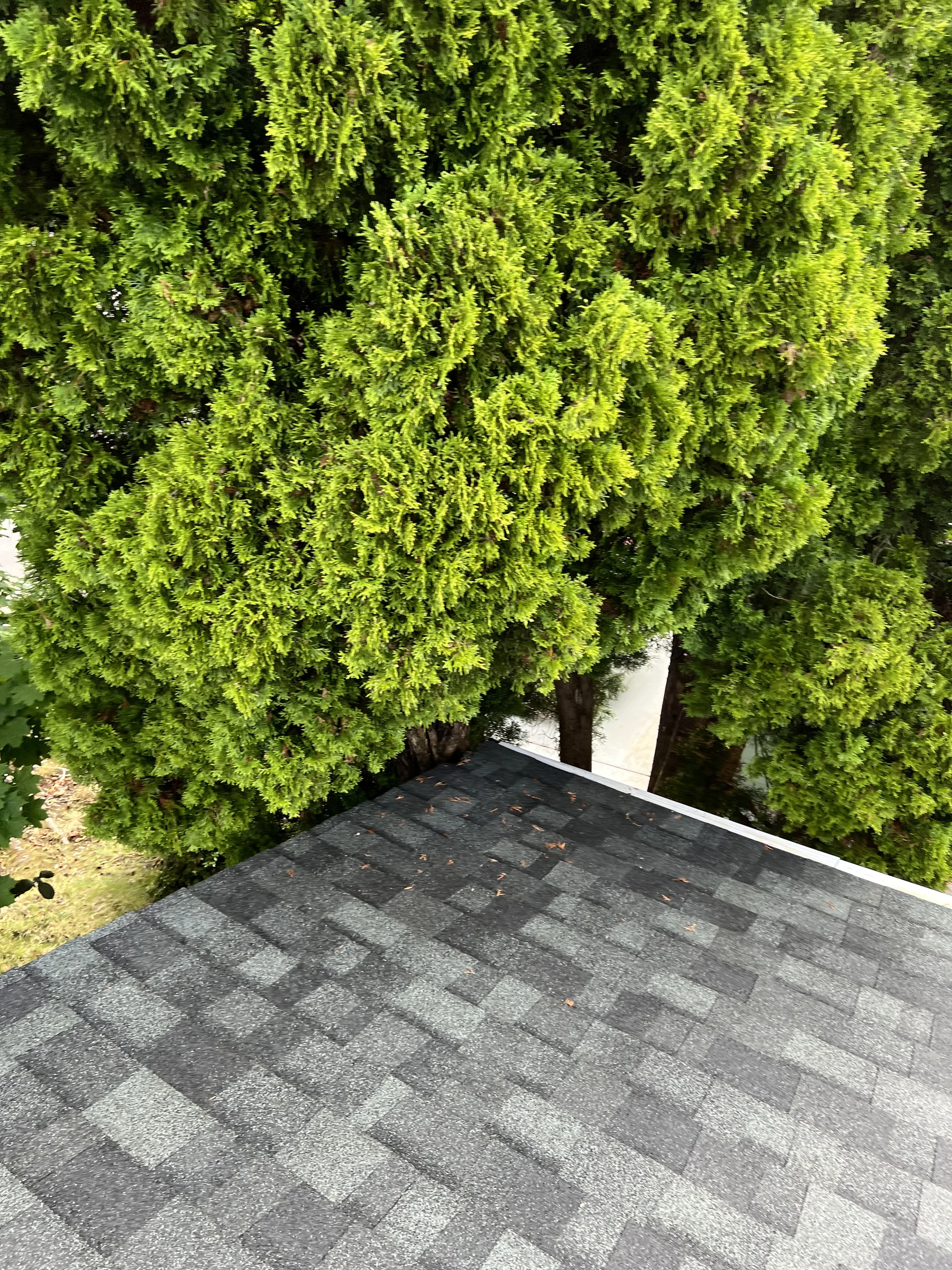 Overhanging tree near an asphalt shingle roof edge in Beaverton Oregon