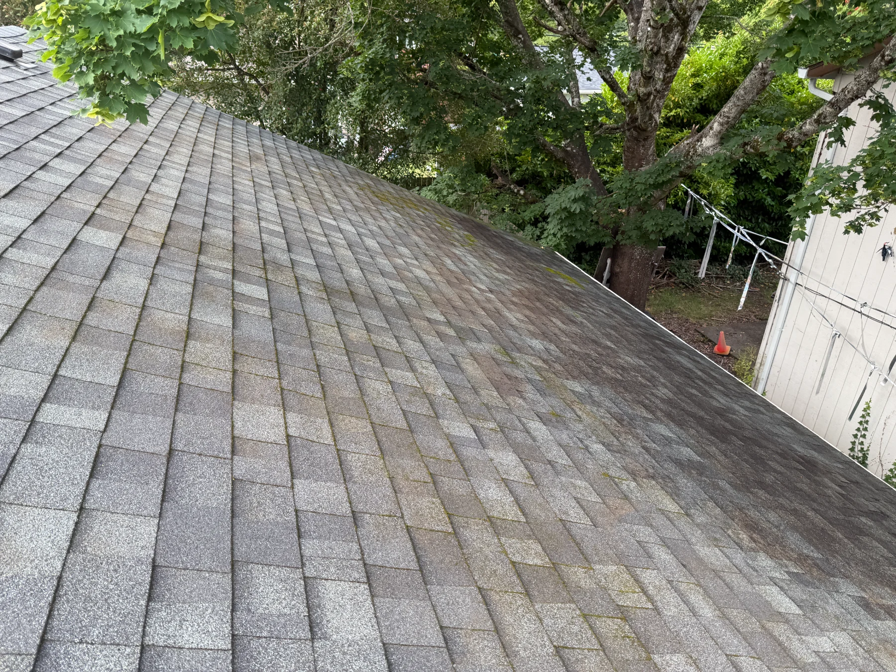 Shaded asphalt shingle roof area after cleaning during Beaverton roof moss treatment