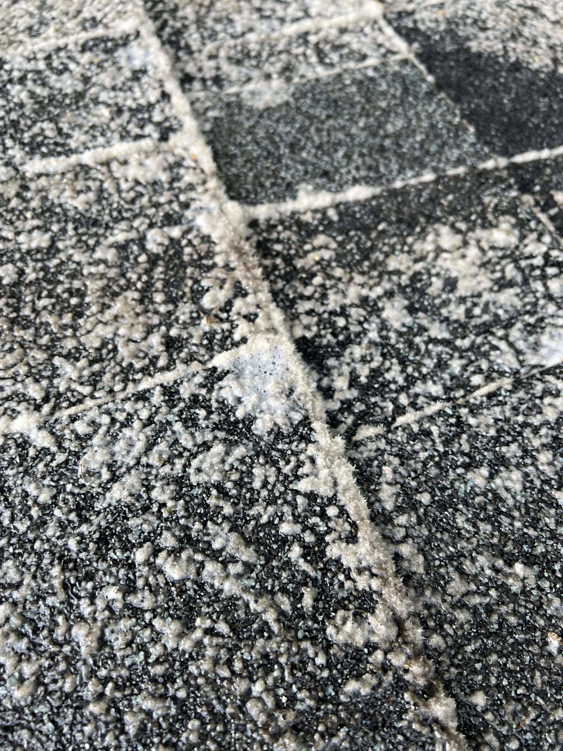 Closeup of treated asphalt shingles after roof moss treatment in Beaverton