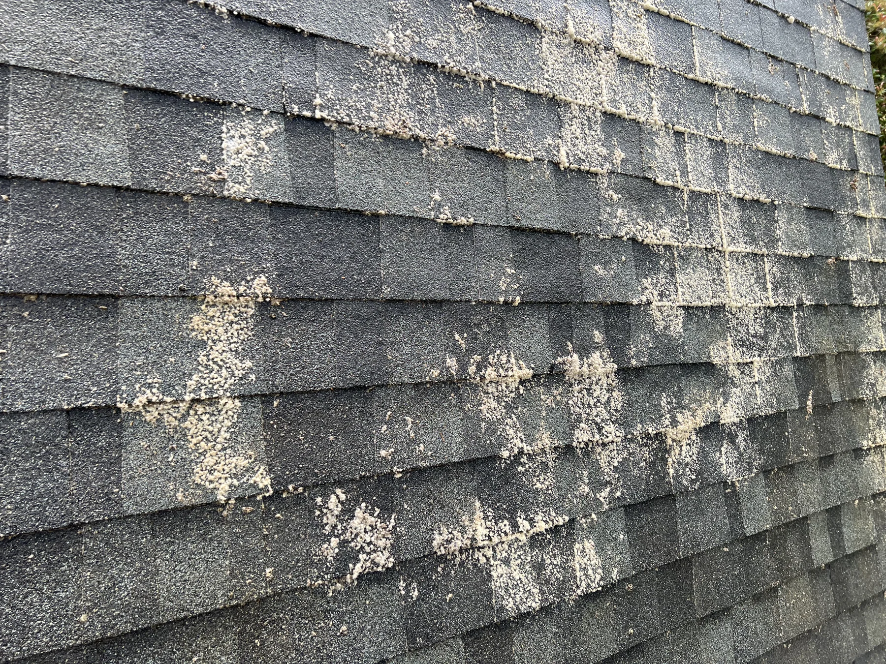 Visible roof moss treatment pattern across asphalt shingles after application in Beaverton