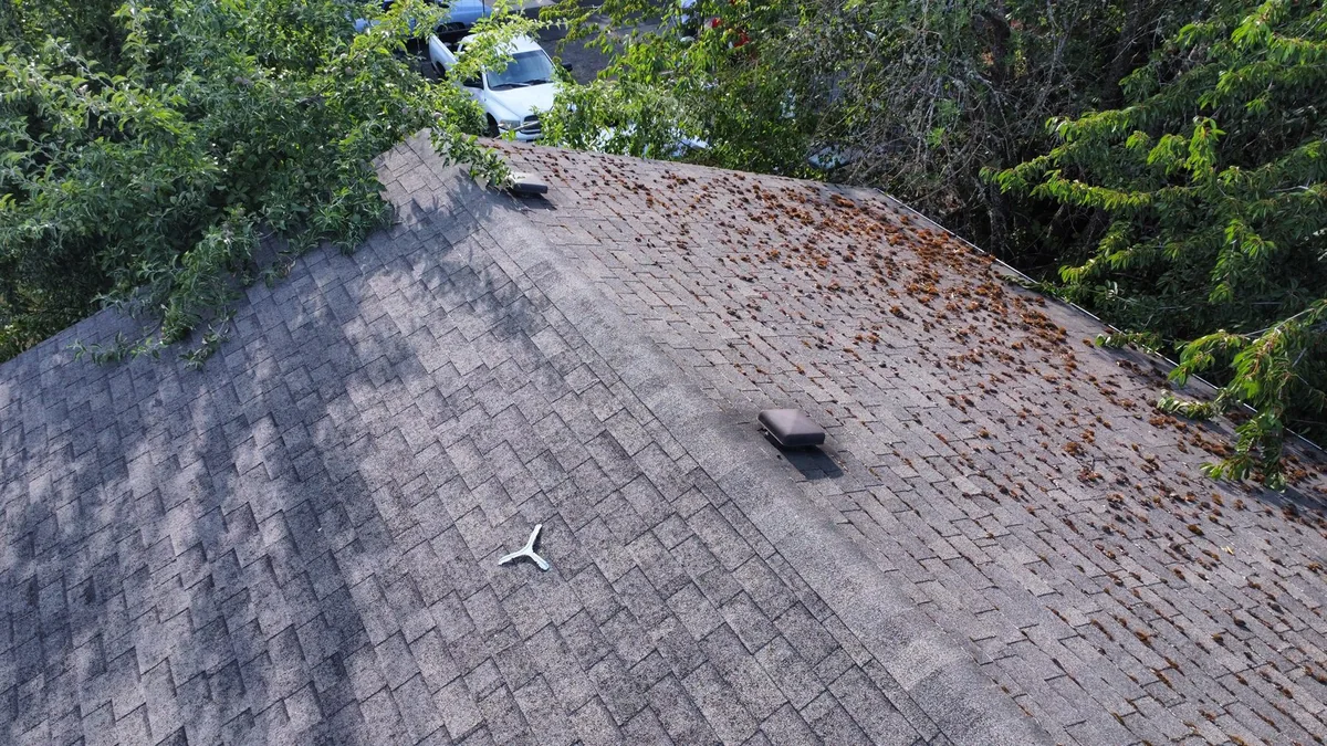 Moss buildup on asphalt shingles before roof cleaning in Forest Grove Oregon