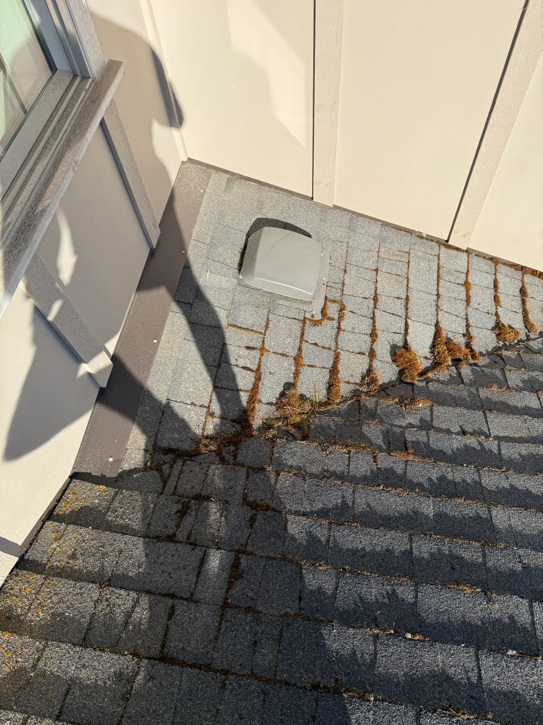 Organic buildup and insect debris on Forest Grove house siding before soft washing