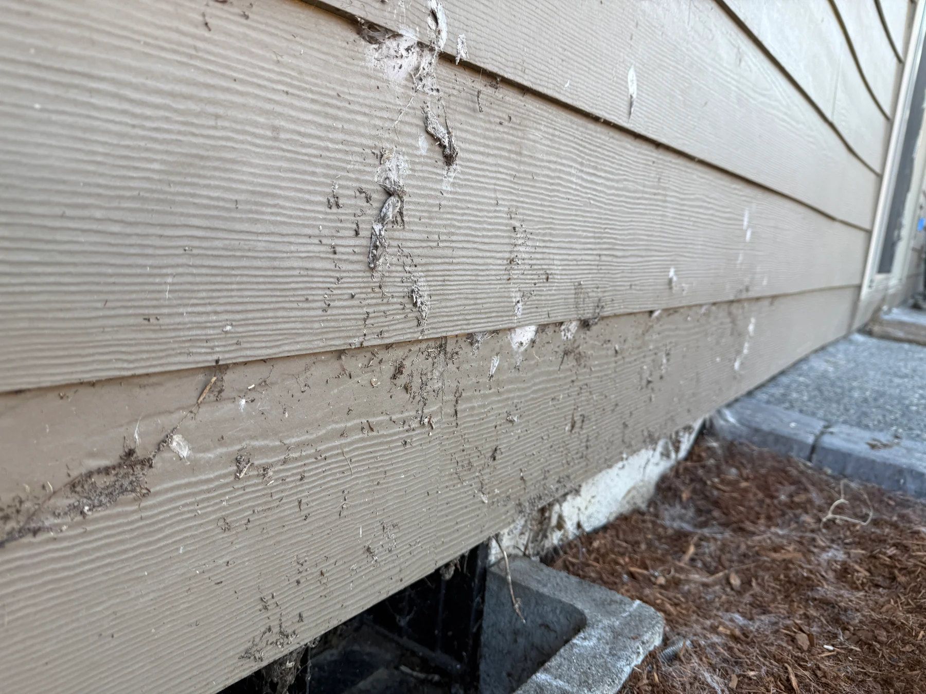 Moss growing along asphalt shingle joints before Forest Grove roof cleaning