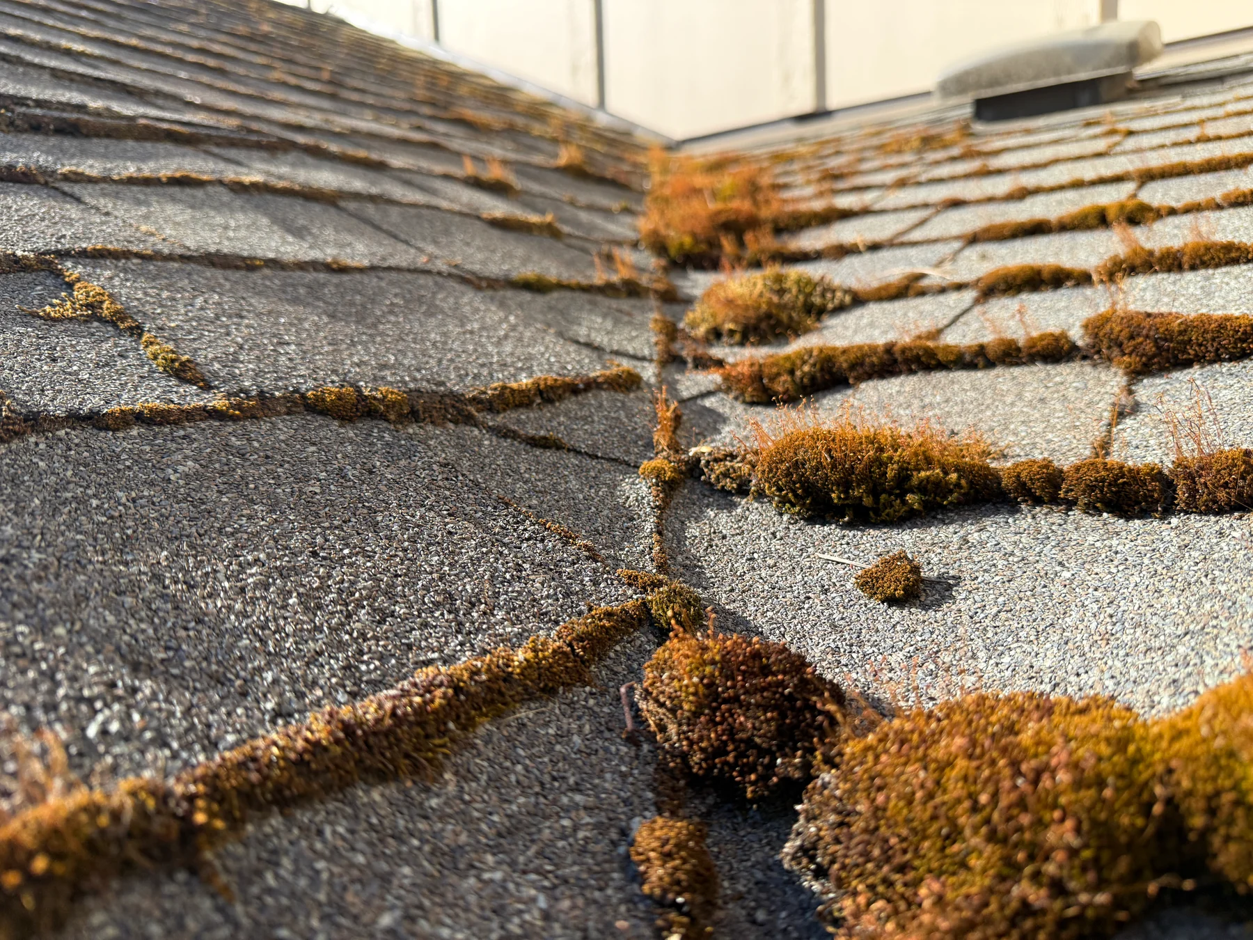 Moss detail on gray asphalt shingles before roof cleaning