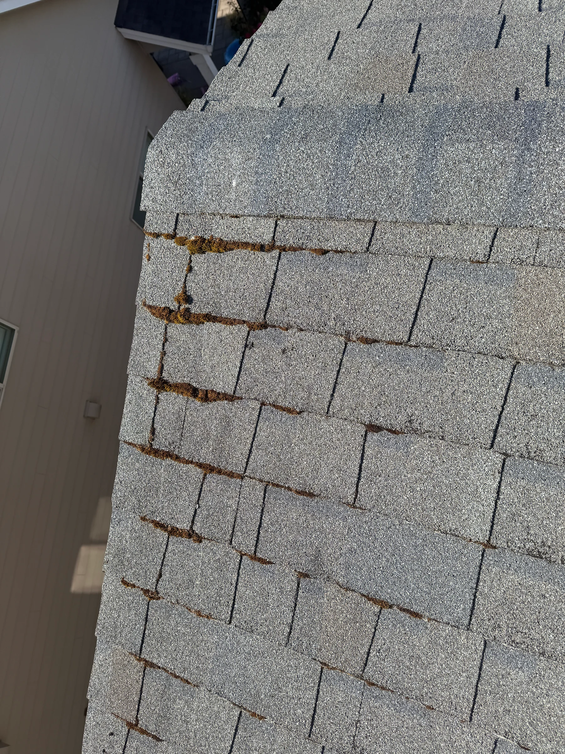 Established roof moss on asphalt shingles before Forest Grove cleaning