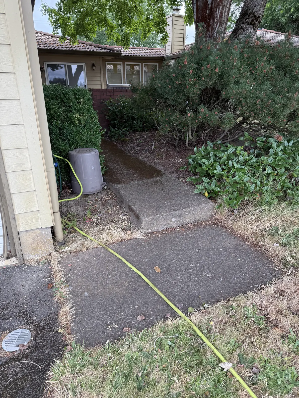 Shaded concrete walkway with moss before cleaning in Hillsboro Oregon
