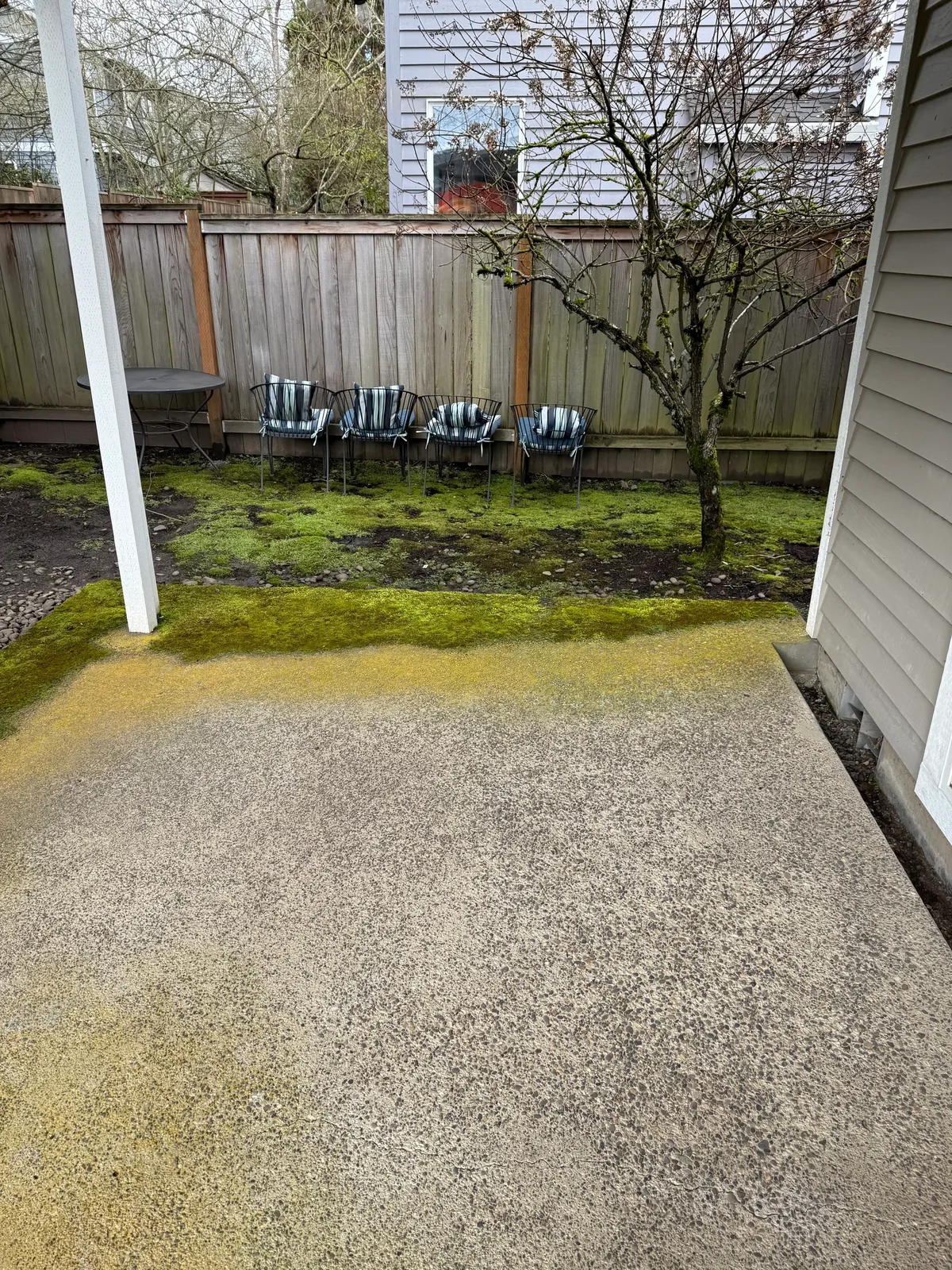 Back patio and yard before cleaning with moss near the covered edge