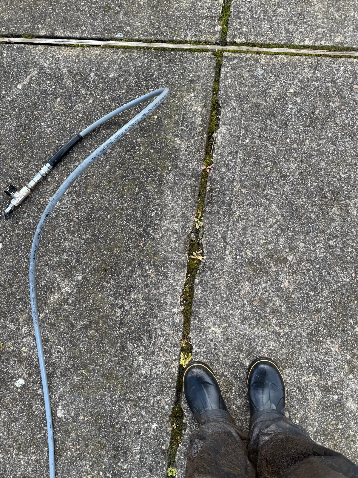 Moss growing in concrete driveway joints before pressure washing in Hillsboro