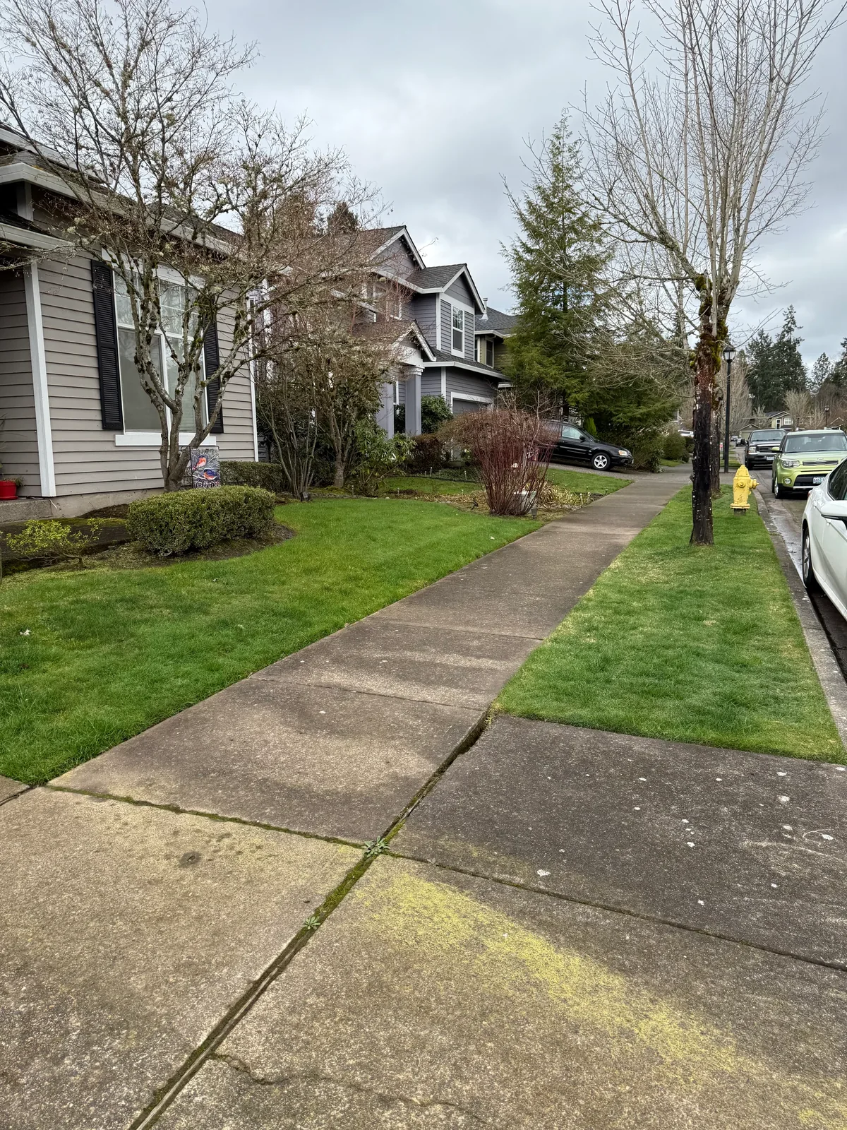 Sidewalk with yellow organic buildup before pressure washing in Hillsboro
