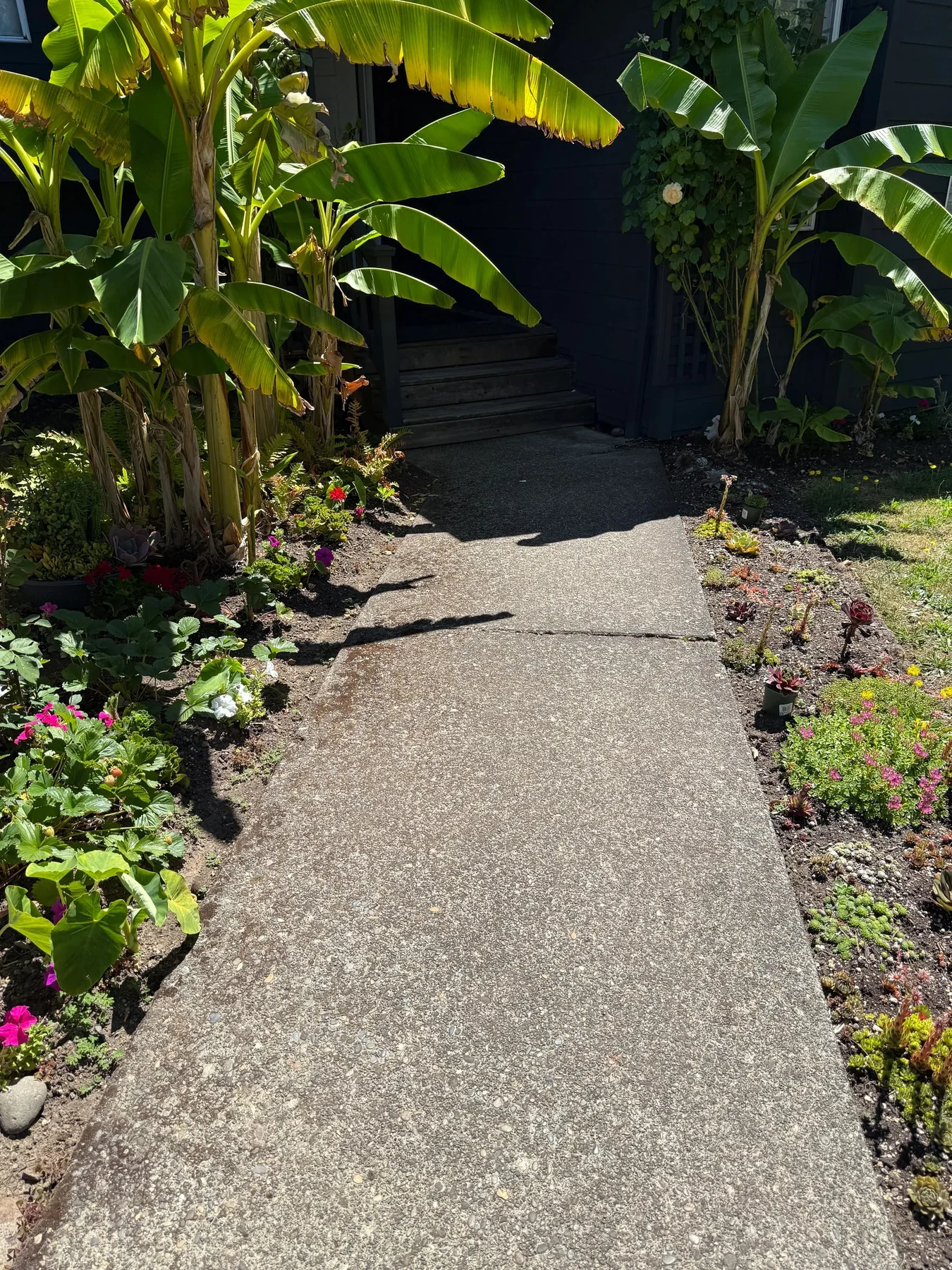 Dark exposed-aggregate front walkway before pressure washing beside dense landscaping in Hillsboro