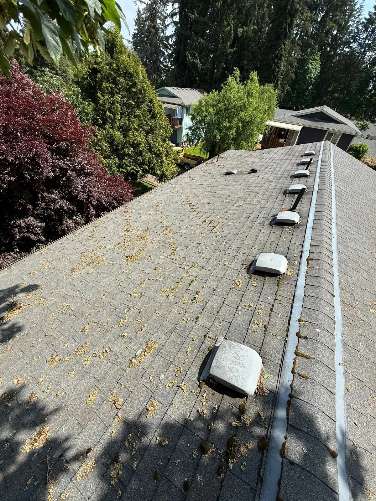 Heavy moss growing along asphalt shingle keyways beneath trees at a Hillsboro multifamily property