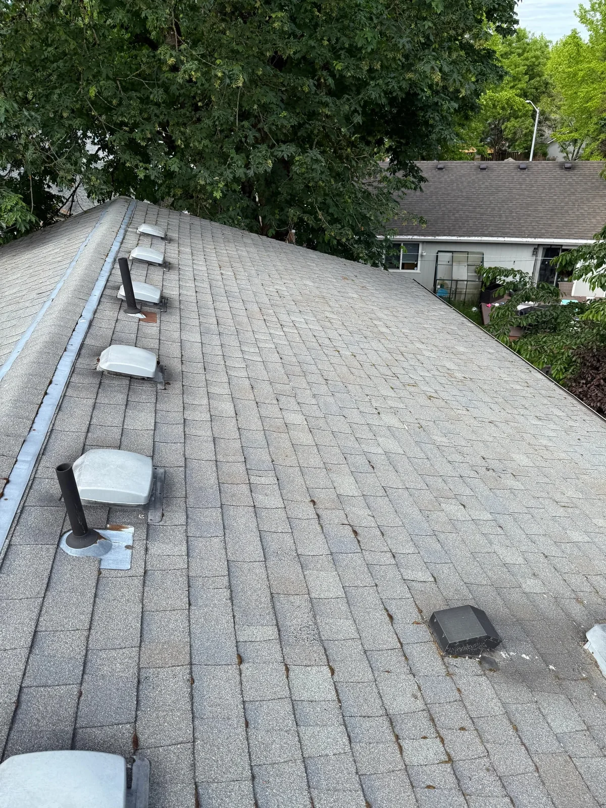 Clean asphalt shingle roof plane with ridge vents after moss treatment in Hillsboro
