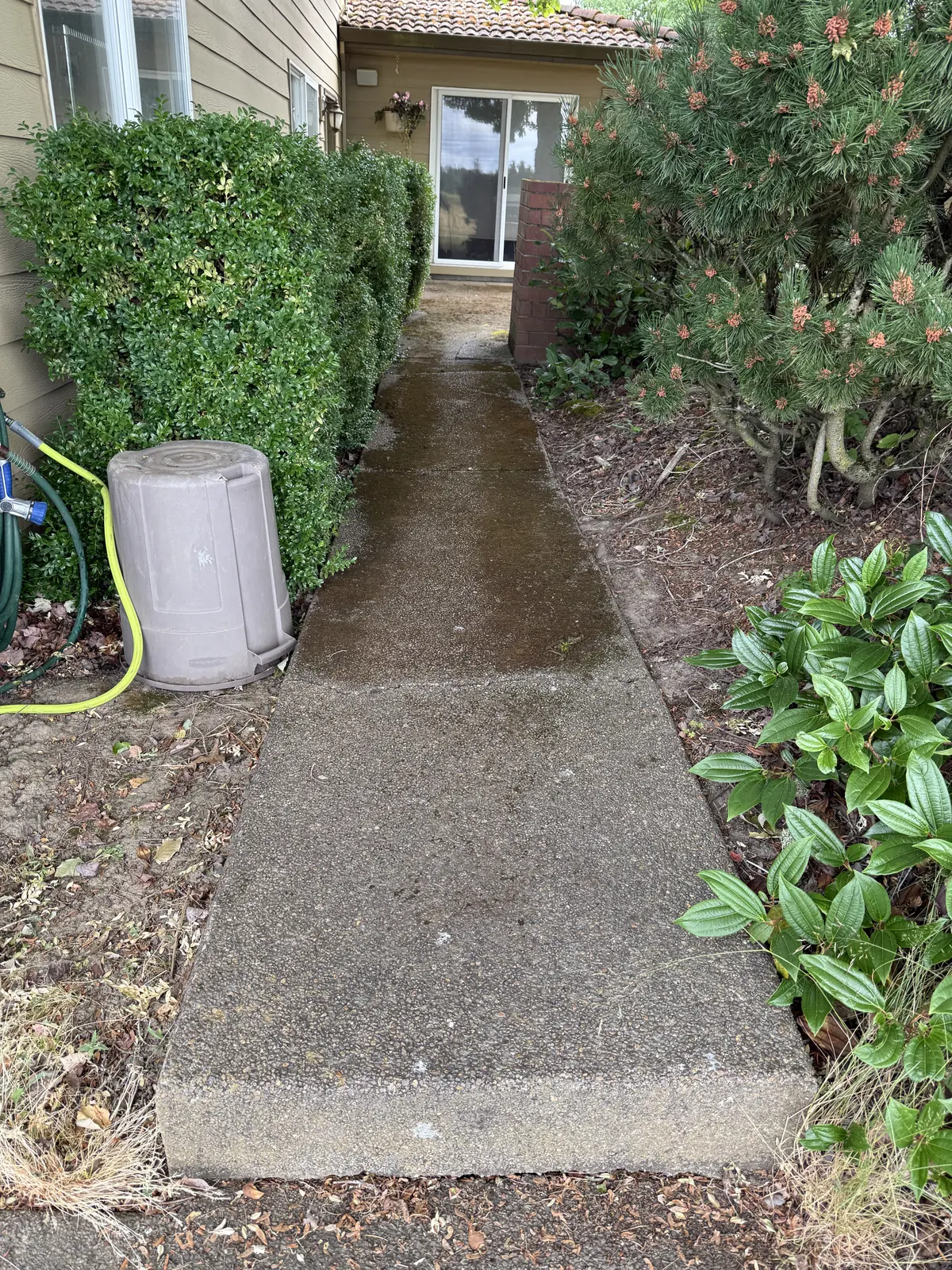 Narrow Hillsboro concrete walkway with moss and organic buildup before cleaning