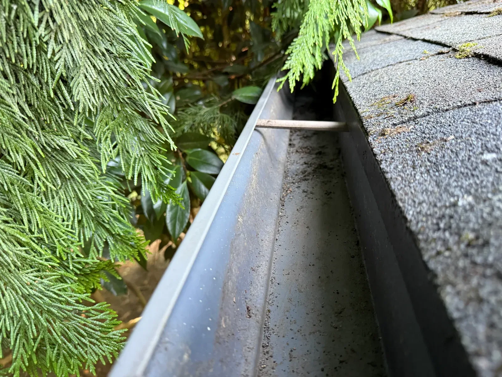 Clean gutter channel beside evergreen branches after debris removal in Portland