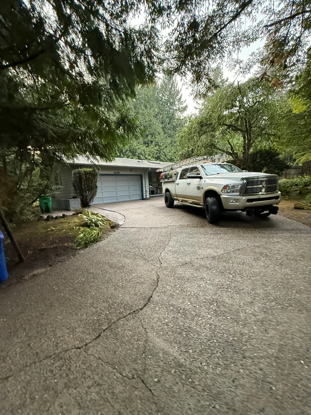 Portland driveway approach and paver edge after surface cleaning beneath mature trees