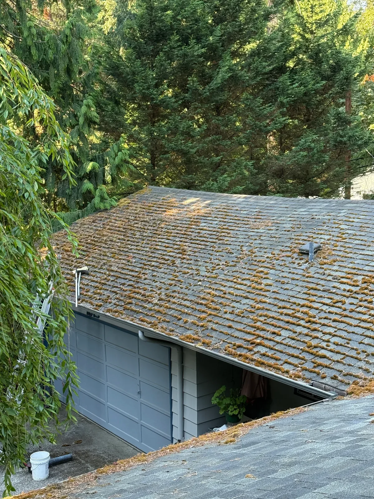 Garage roof with heavy moss beneath overhanging evergreen trees in Portland