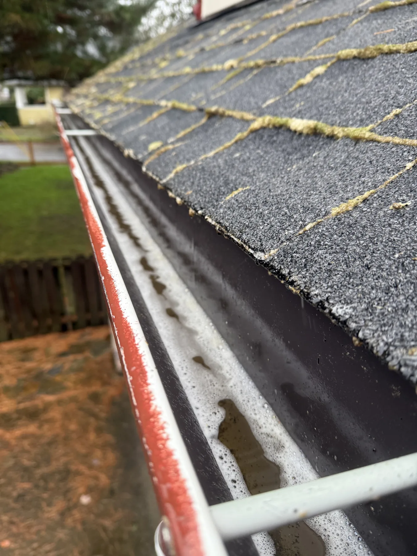 Cleared Portland gutter beside asphalt shingles after gutter cleaning and roof treatment