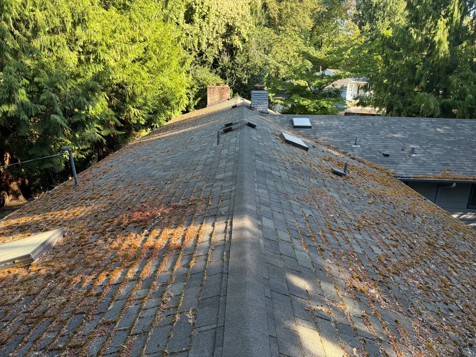 Thick moss across shaded asphalt shingles on a tree-covered Portland home